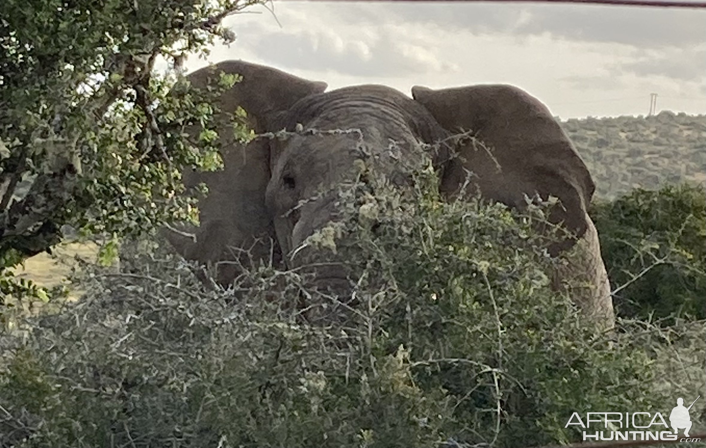 Elephant South Africa | AfricaHunting.com