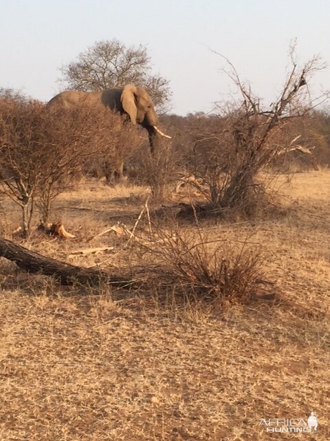 Elephant South Africa