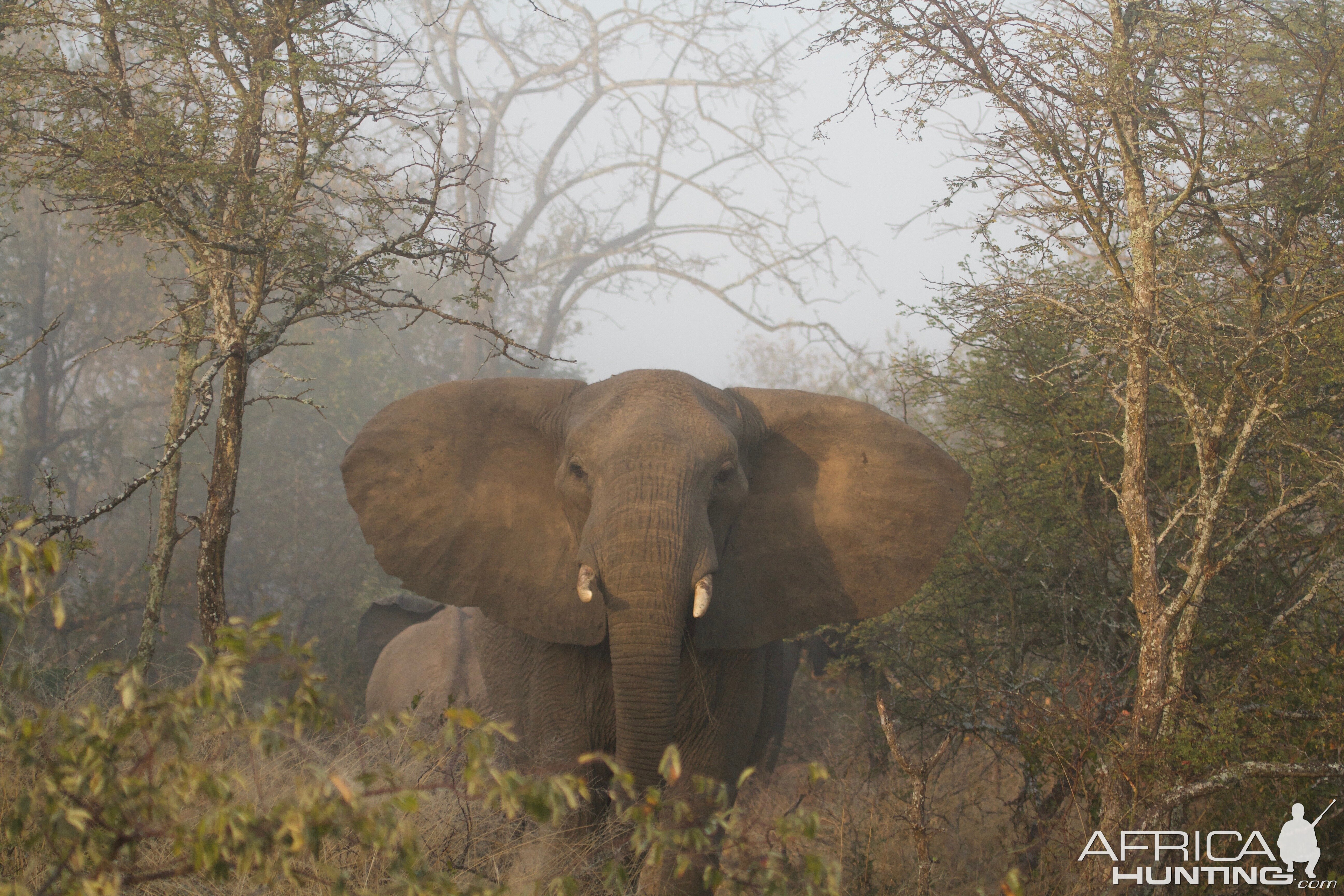 Elephant Hunting & Conservation | AfricaHunting.com