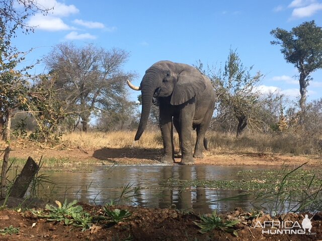 Elephant South Africa