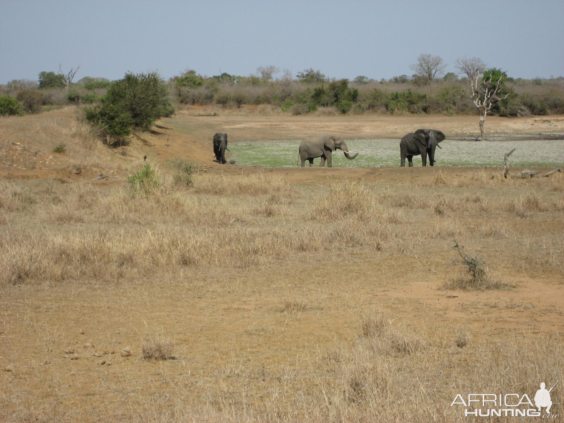 Elephant South Africa