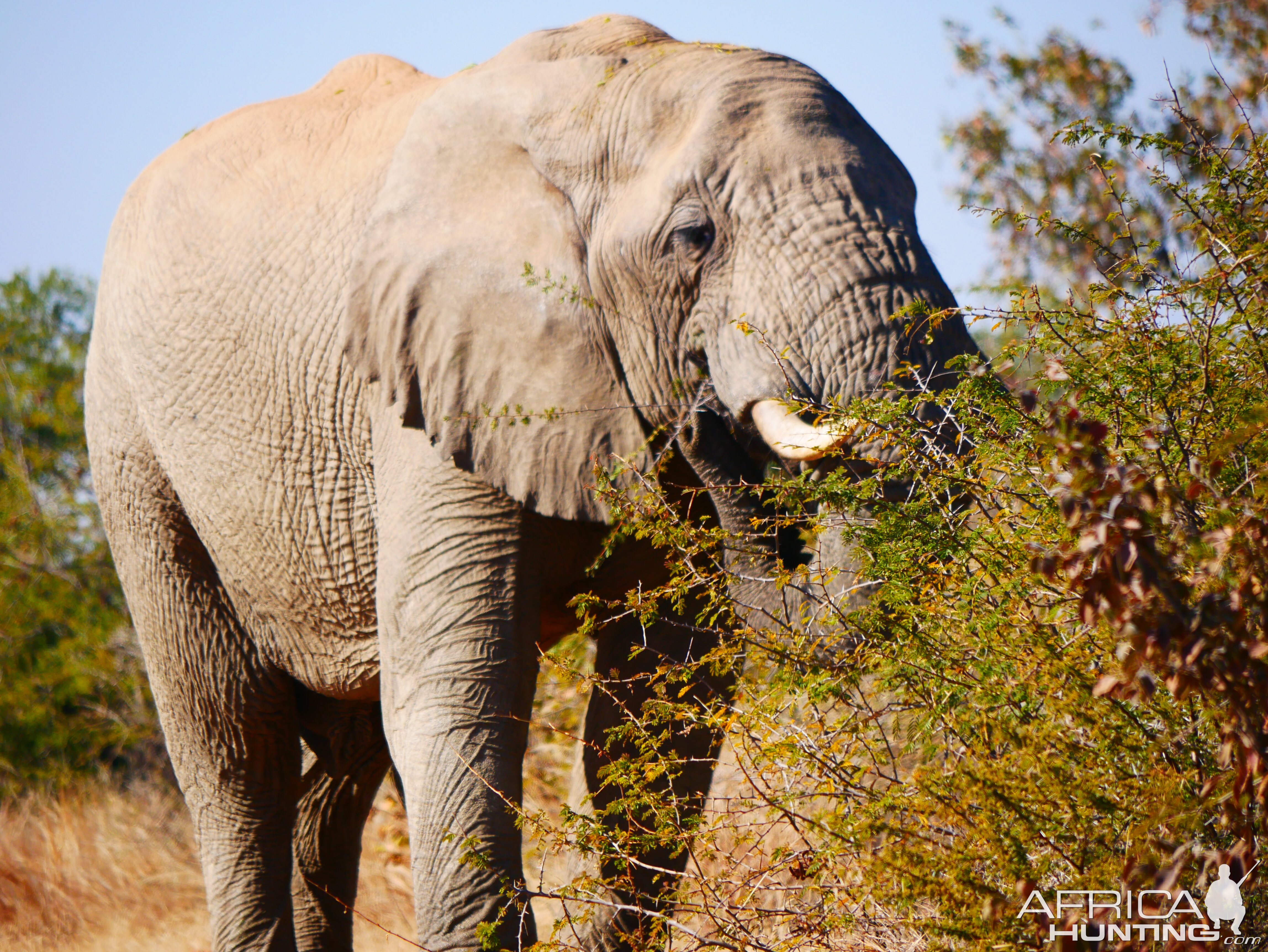 Elephant South Africa