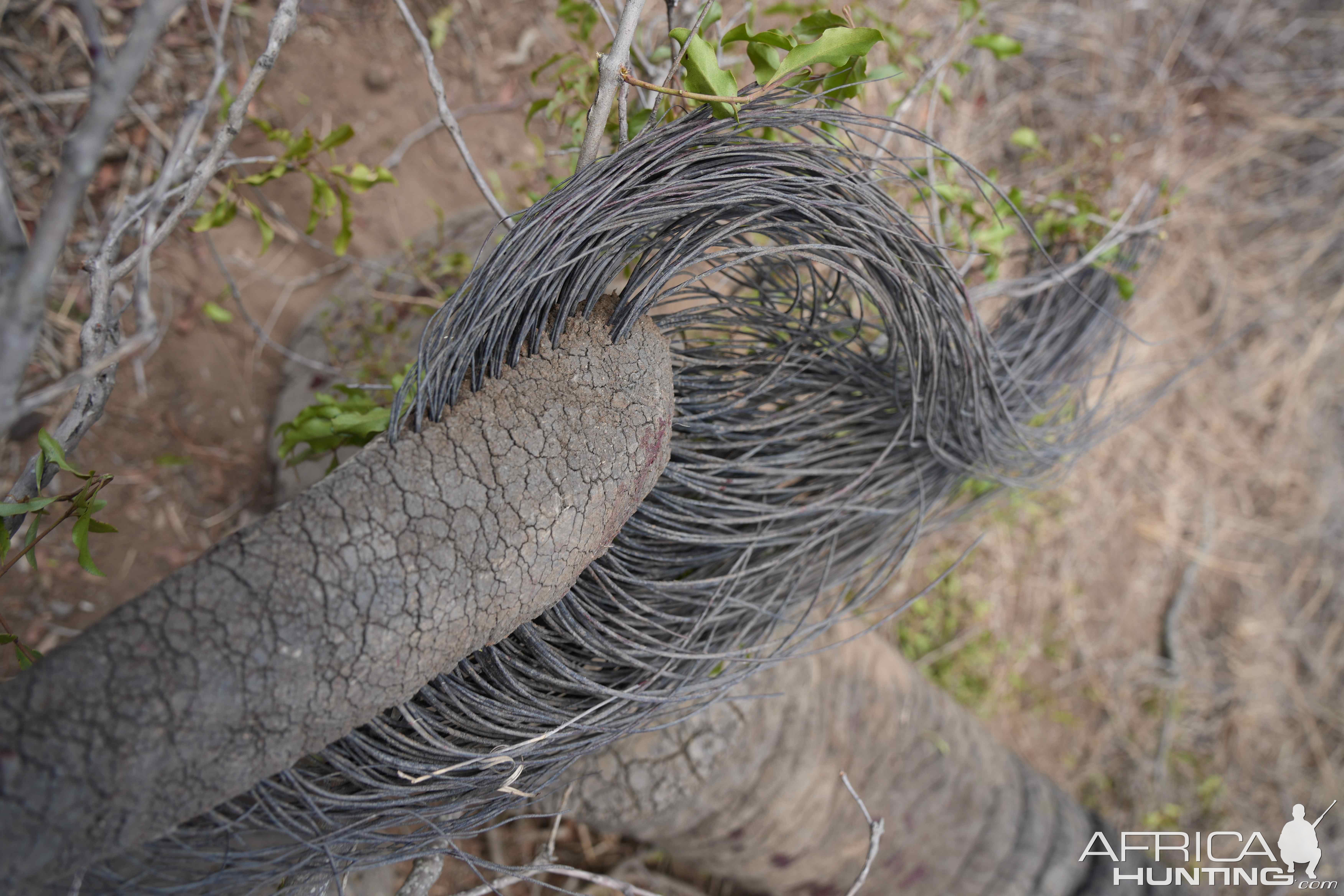 Elephant Tail