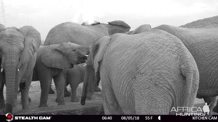 Elephant Trail Cam Pictures South Africa