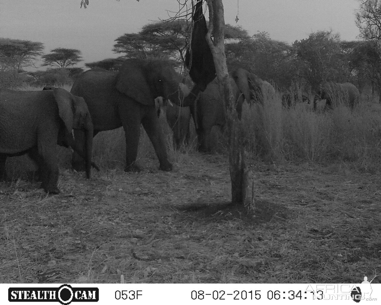 Elephant Trail Cam Tanzania