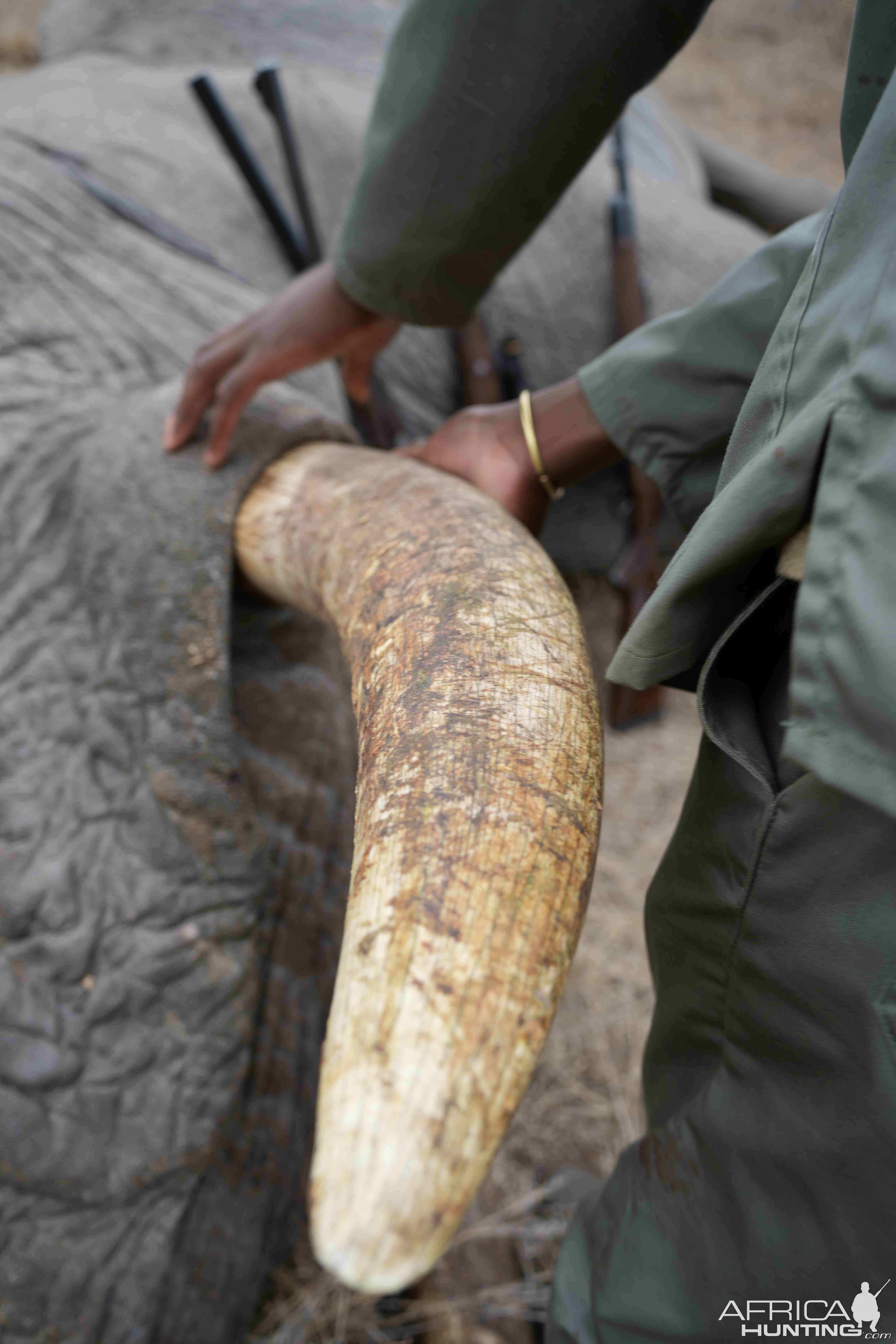 Elephant Tusk South Africa