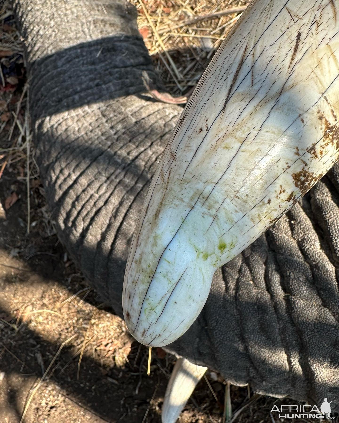 Elephant Tusk Zimbabwe