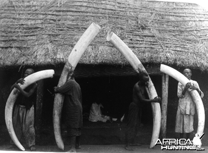 Elephant tusks from Congo circa 1904 - 1907