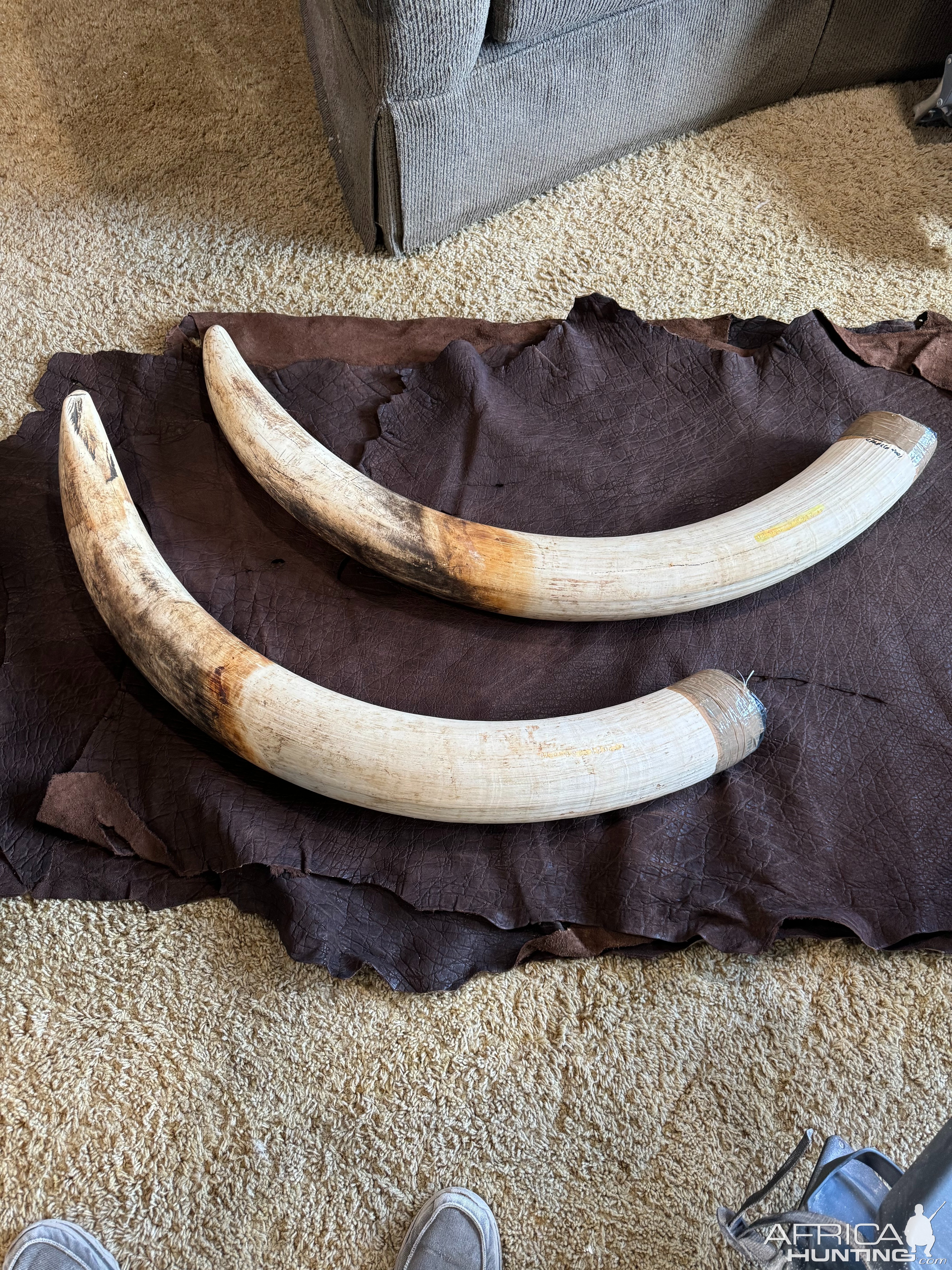 Elephant Tusks & Hide