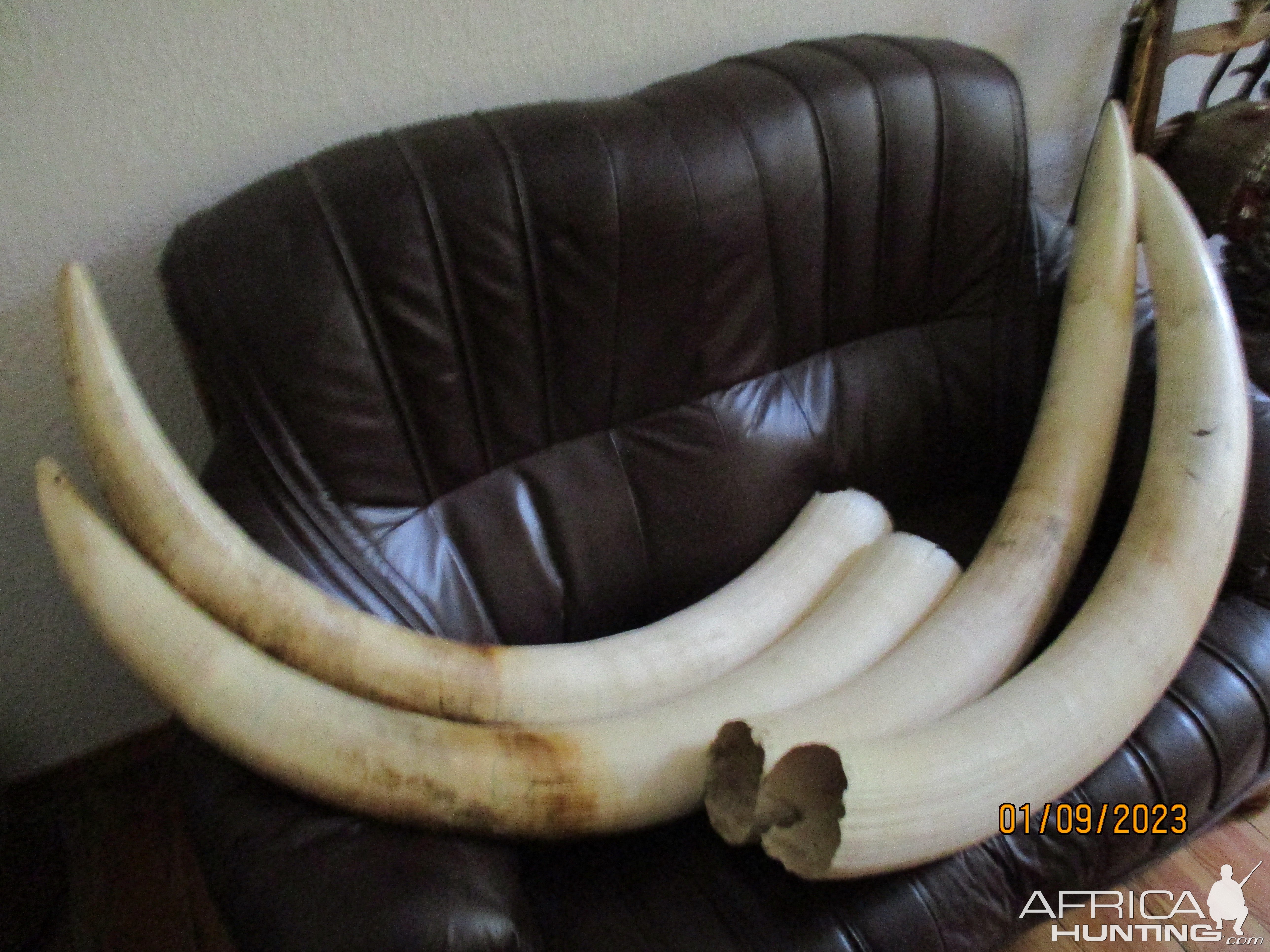 Elephant tusks