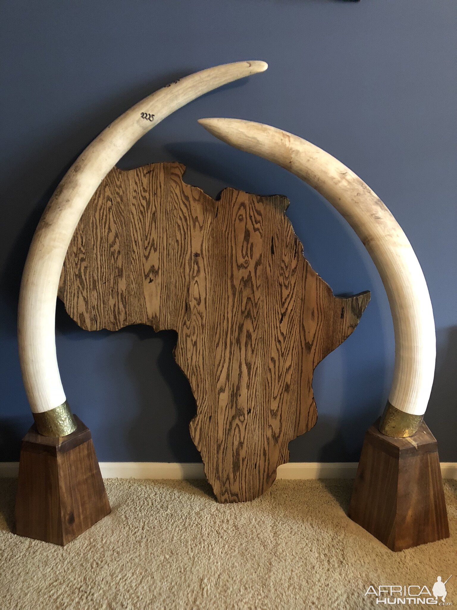 Elephant Tusks | AfricaHunting.com