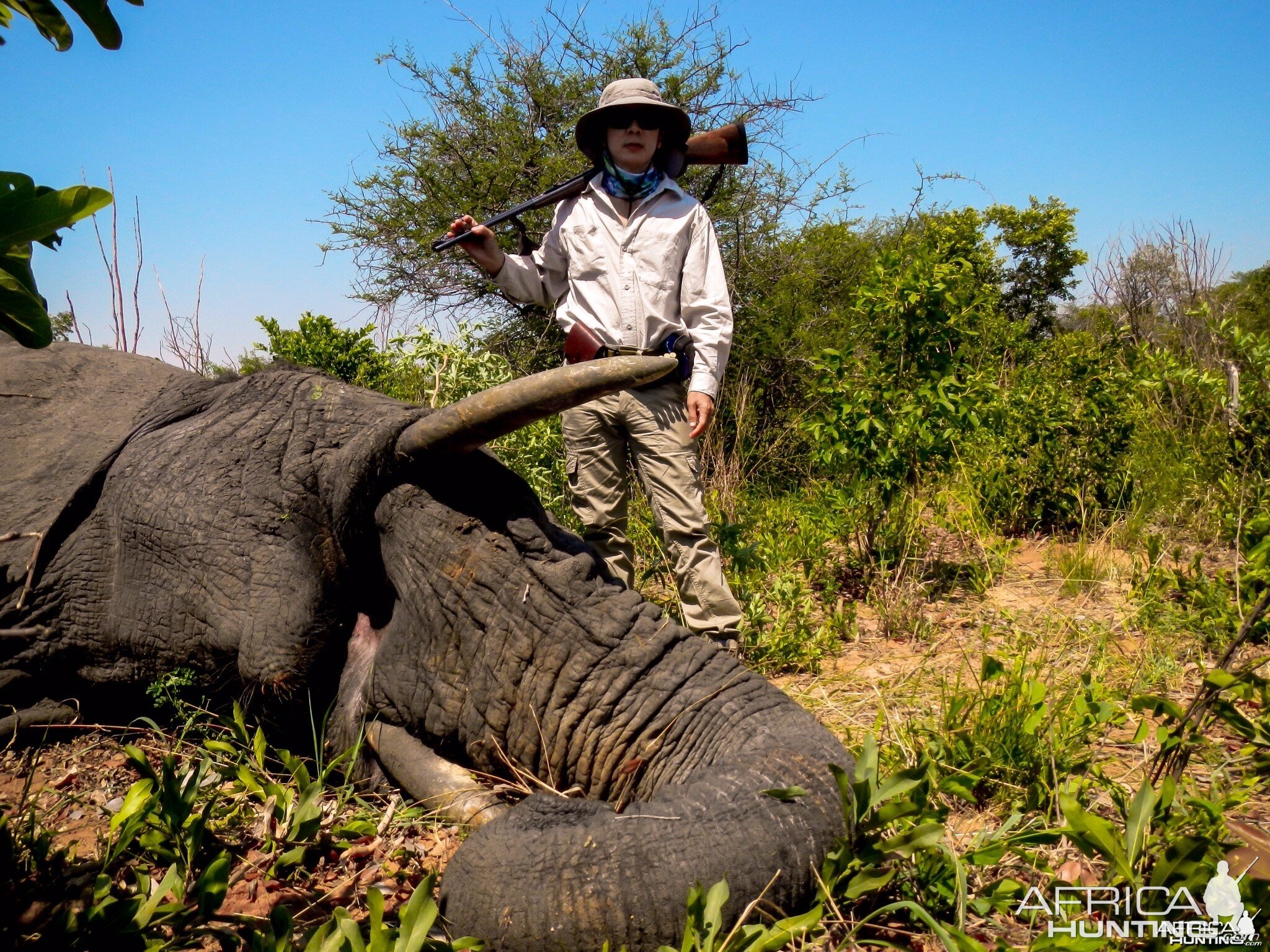 Elephant Zimbabwe, November 2014