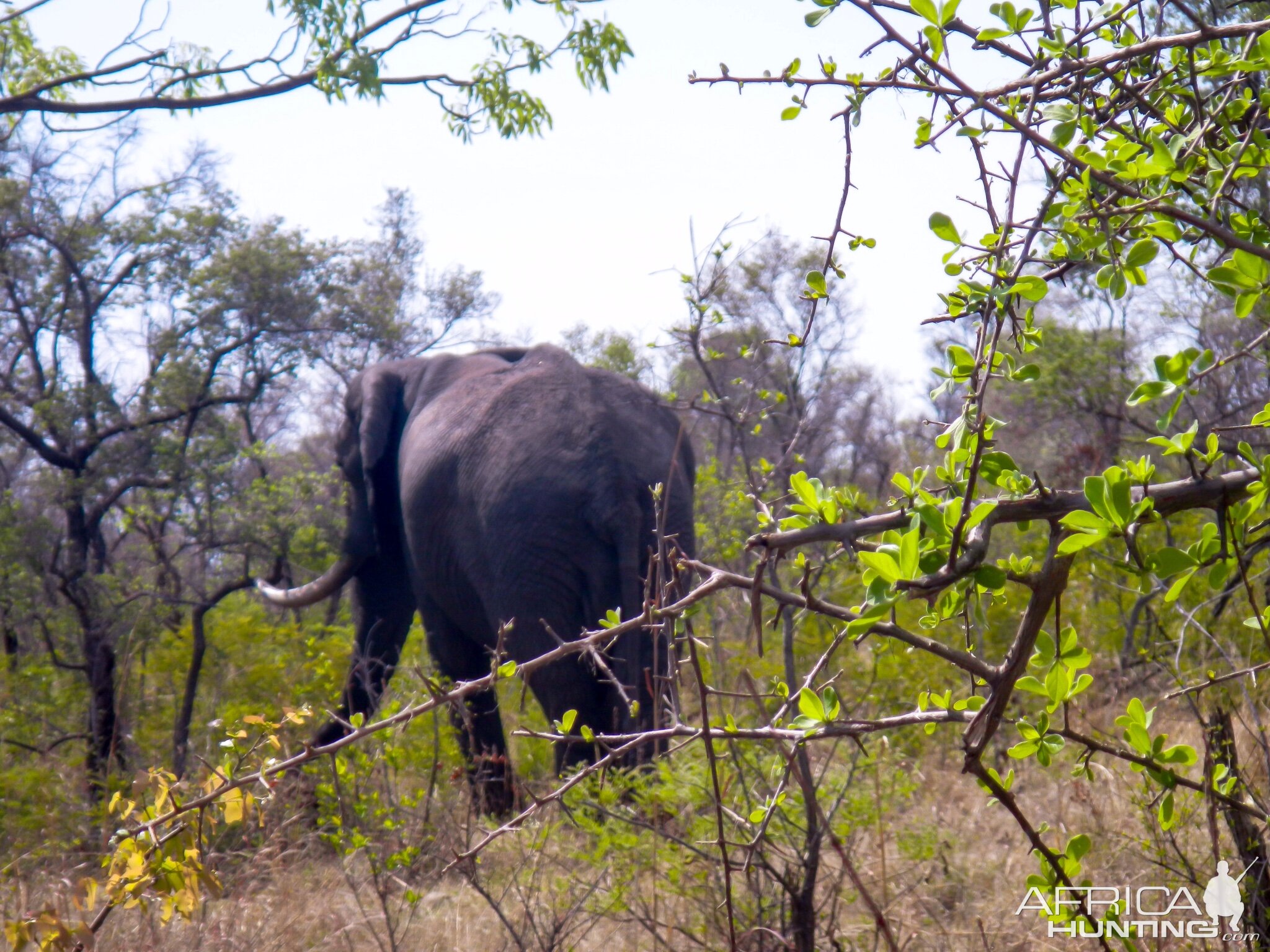 Elephant Zimbabwe, November 2014 | AfricaHunting.com