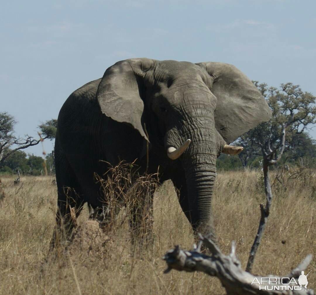Elephant Zimbabwe
