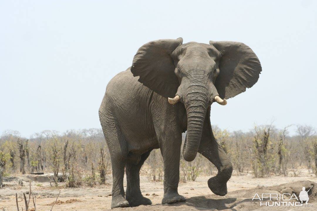 Elephant Zimbabwe