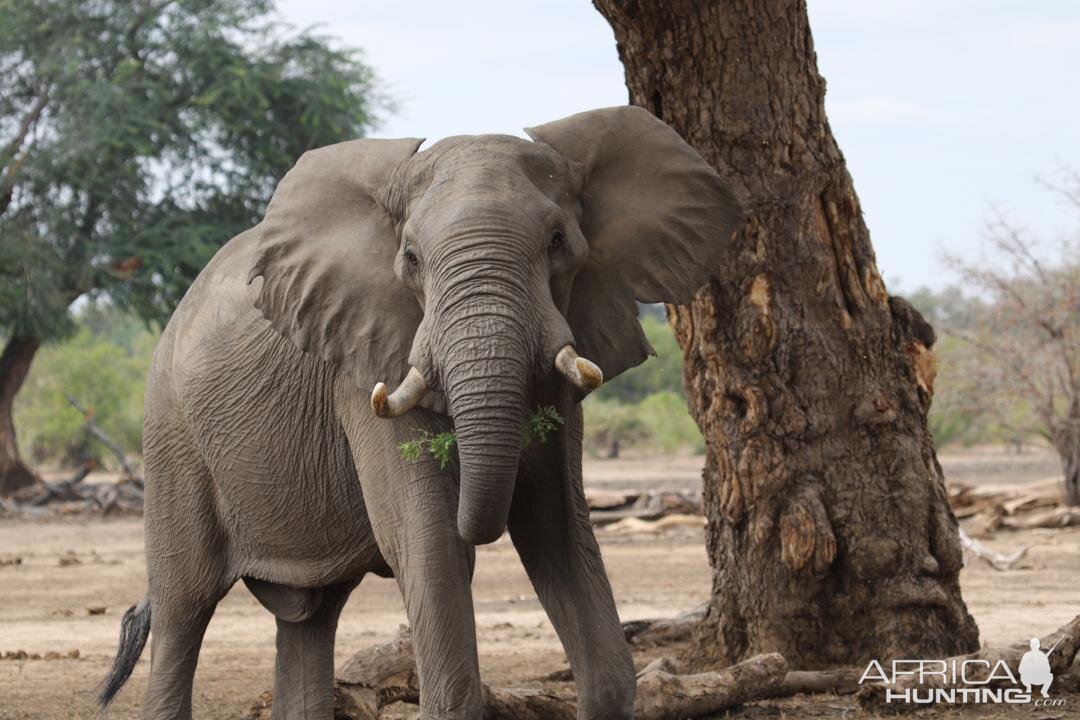 Botswana Takes Softly-softly Approach To Return Of Elephant Hunting