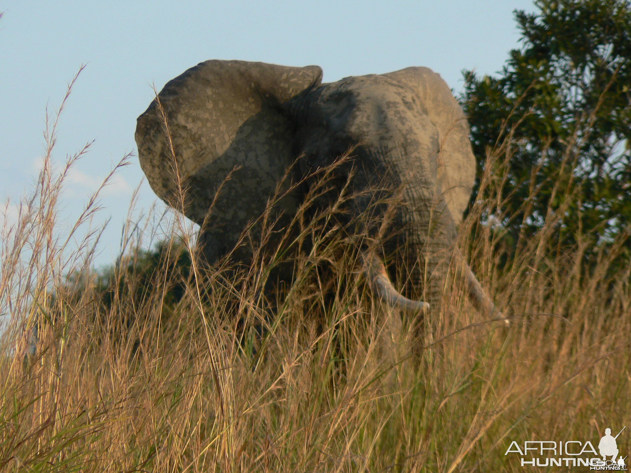 Elephant