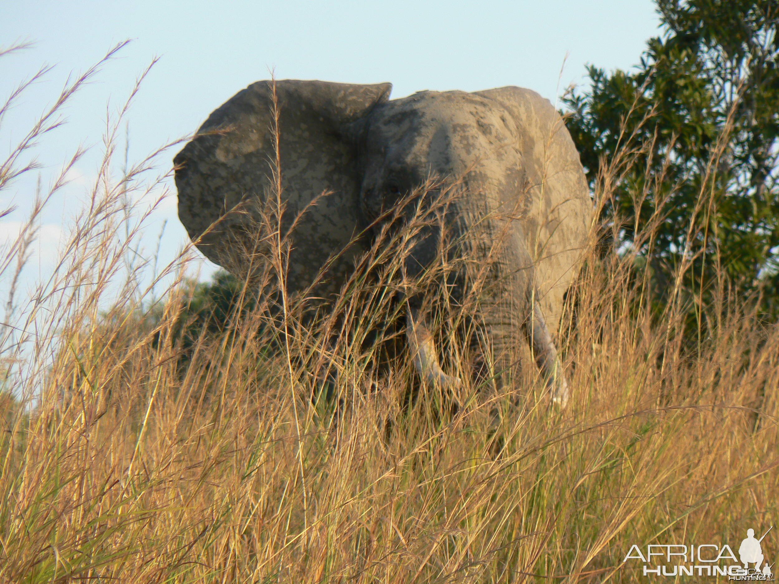 Elephant