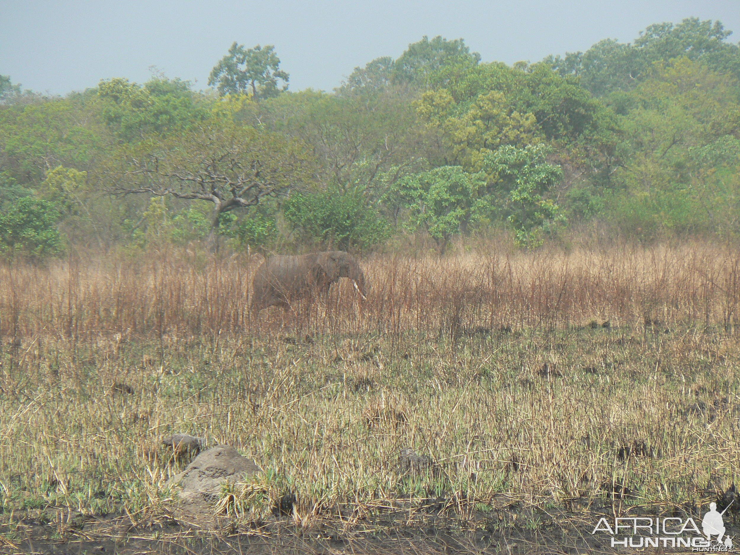 Elephant