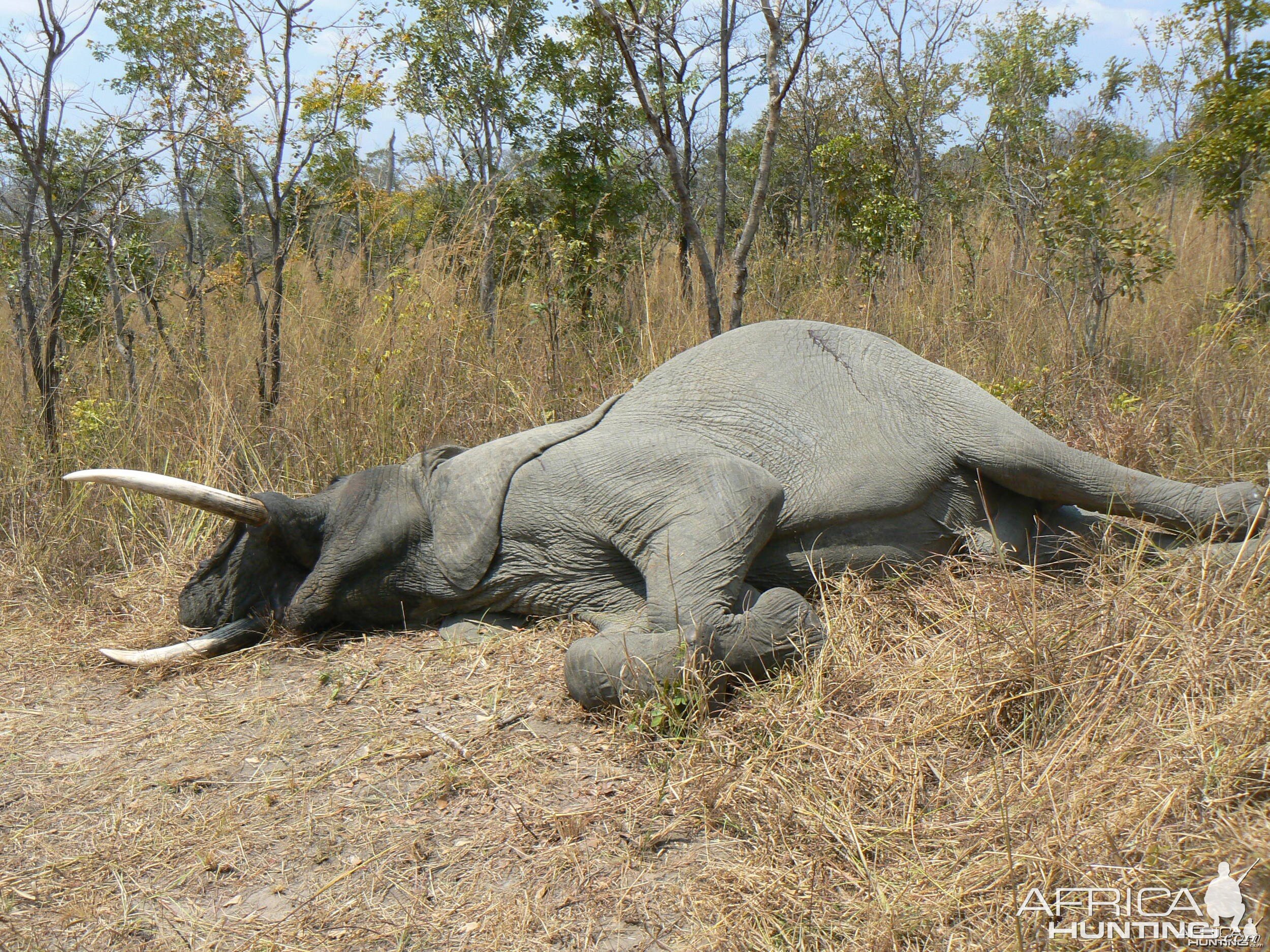 Elephant | AfricaHunting.com