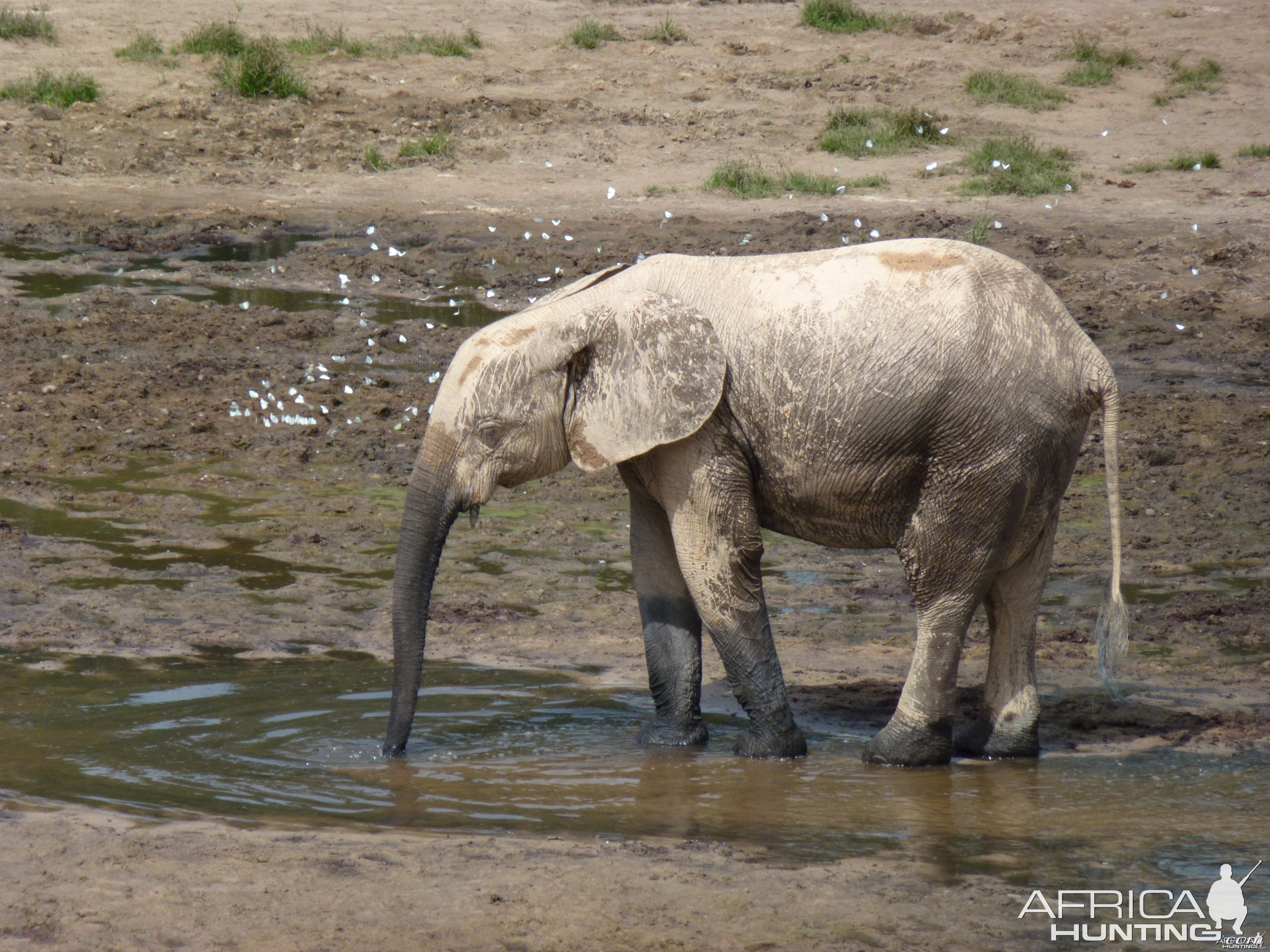 Elephant