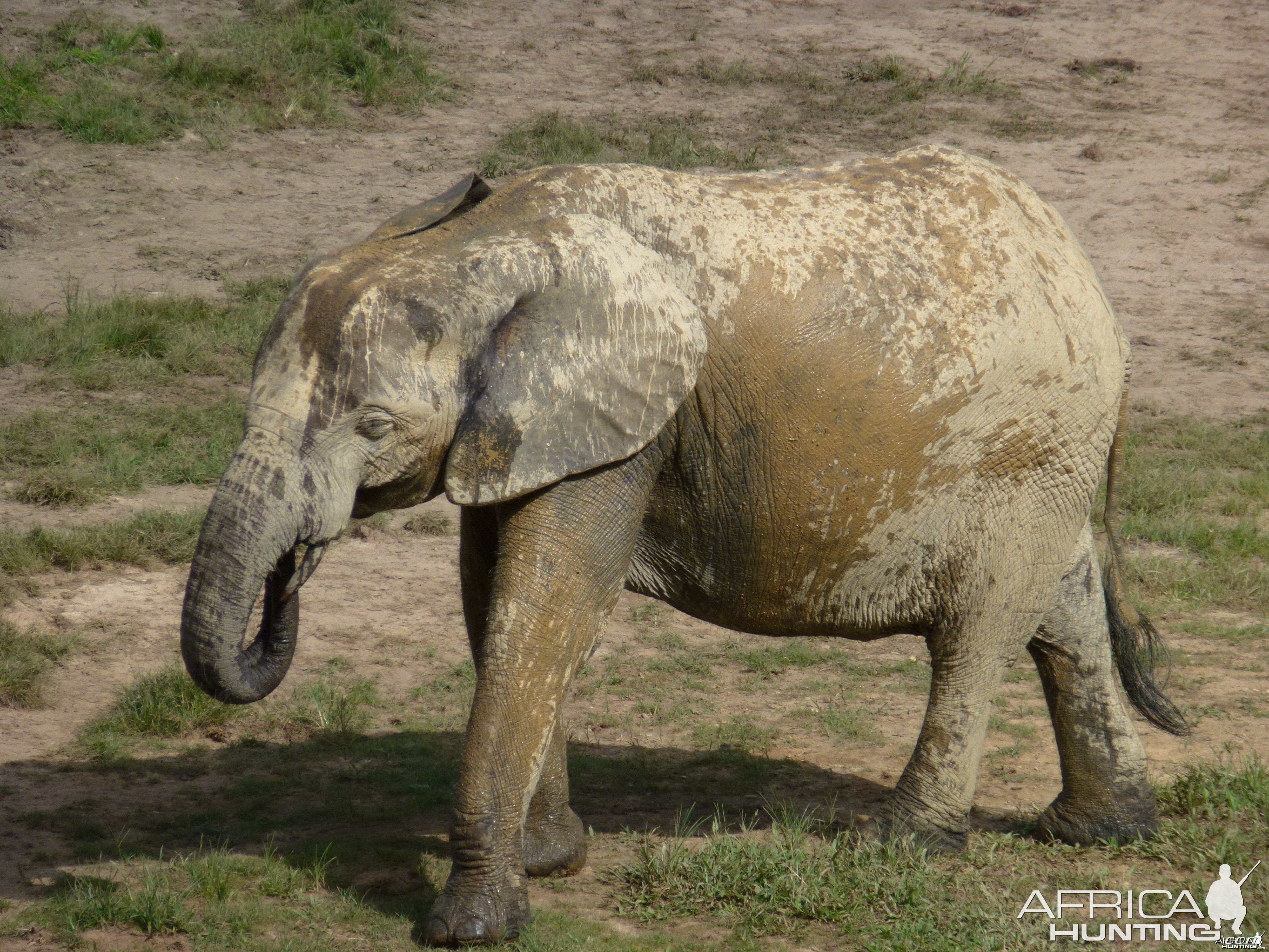 Elephant