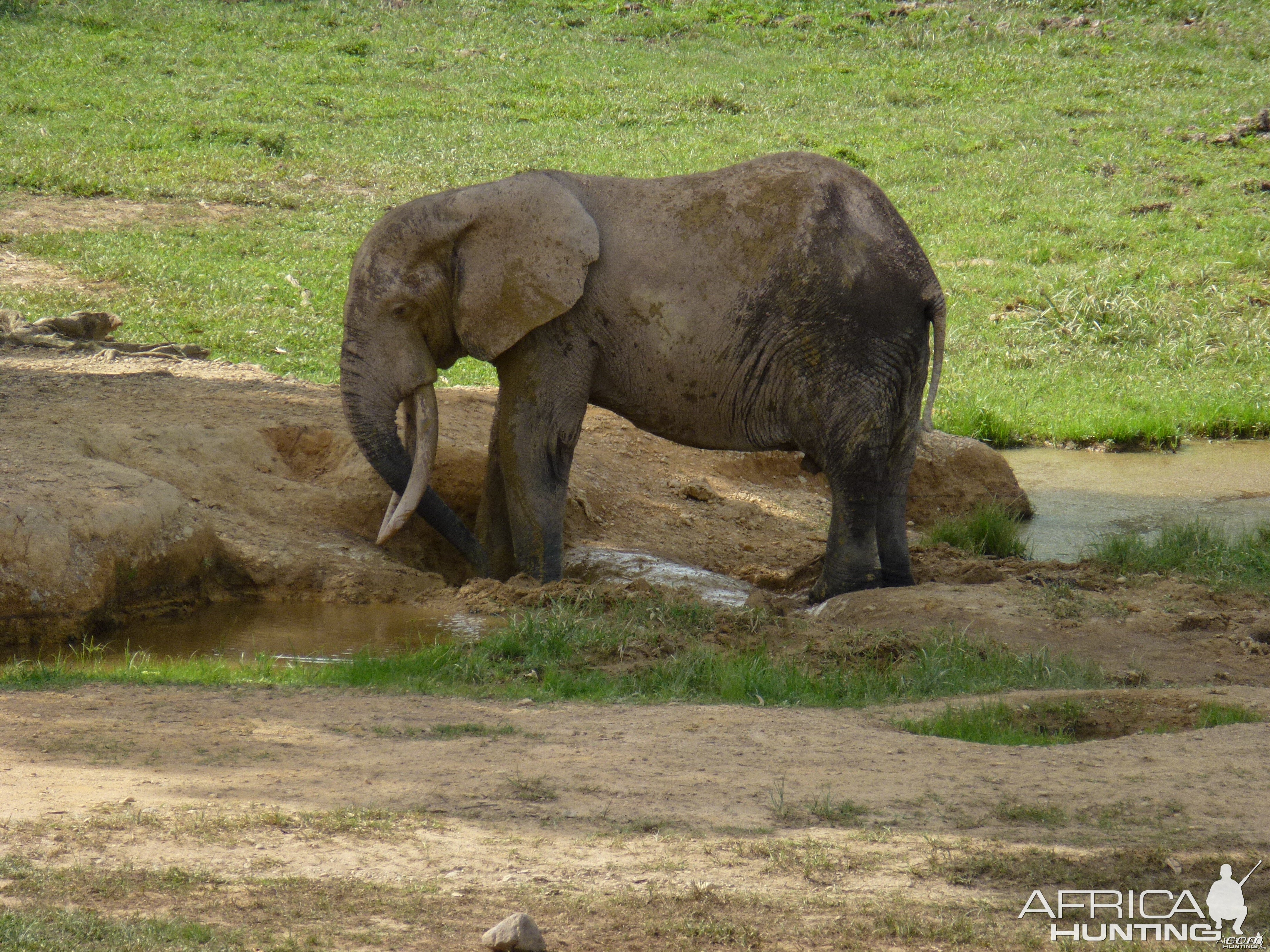 Elephant