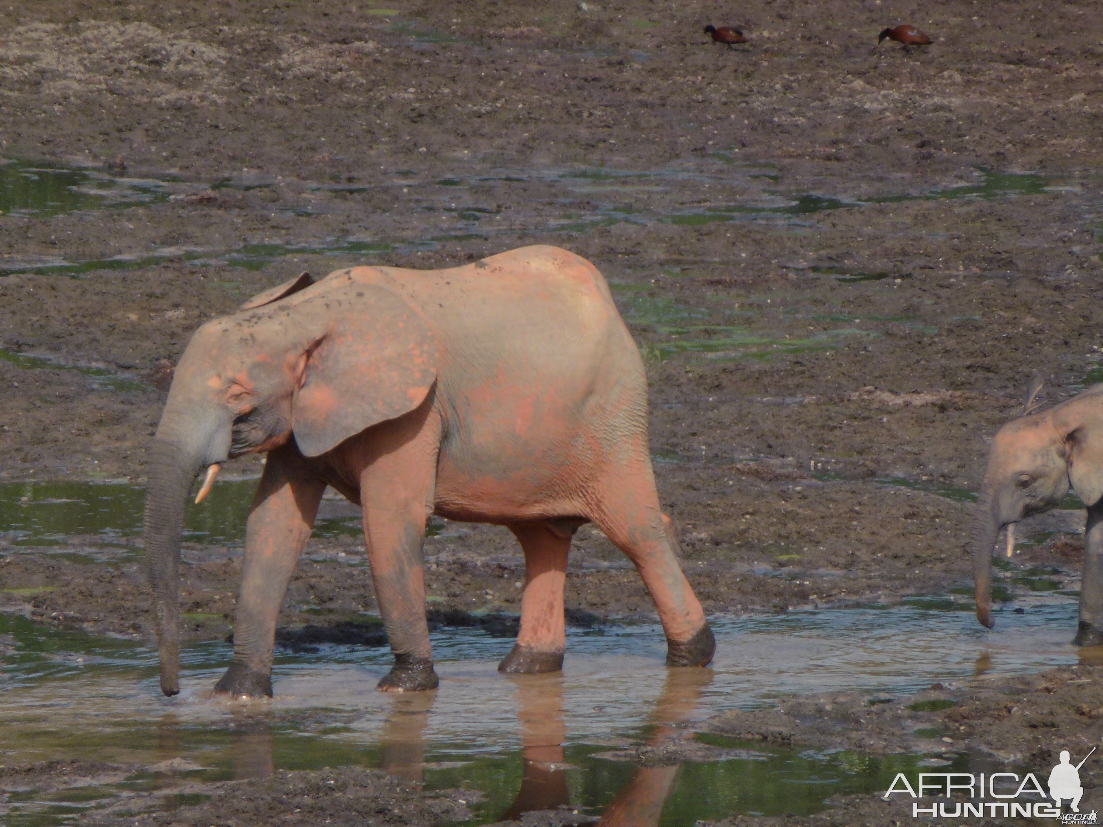 Elephant