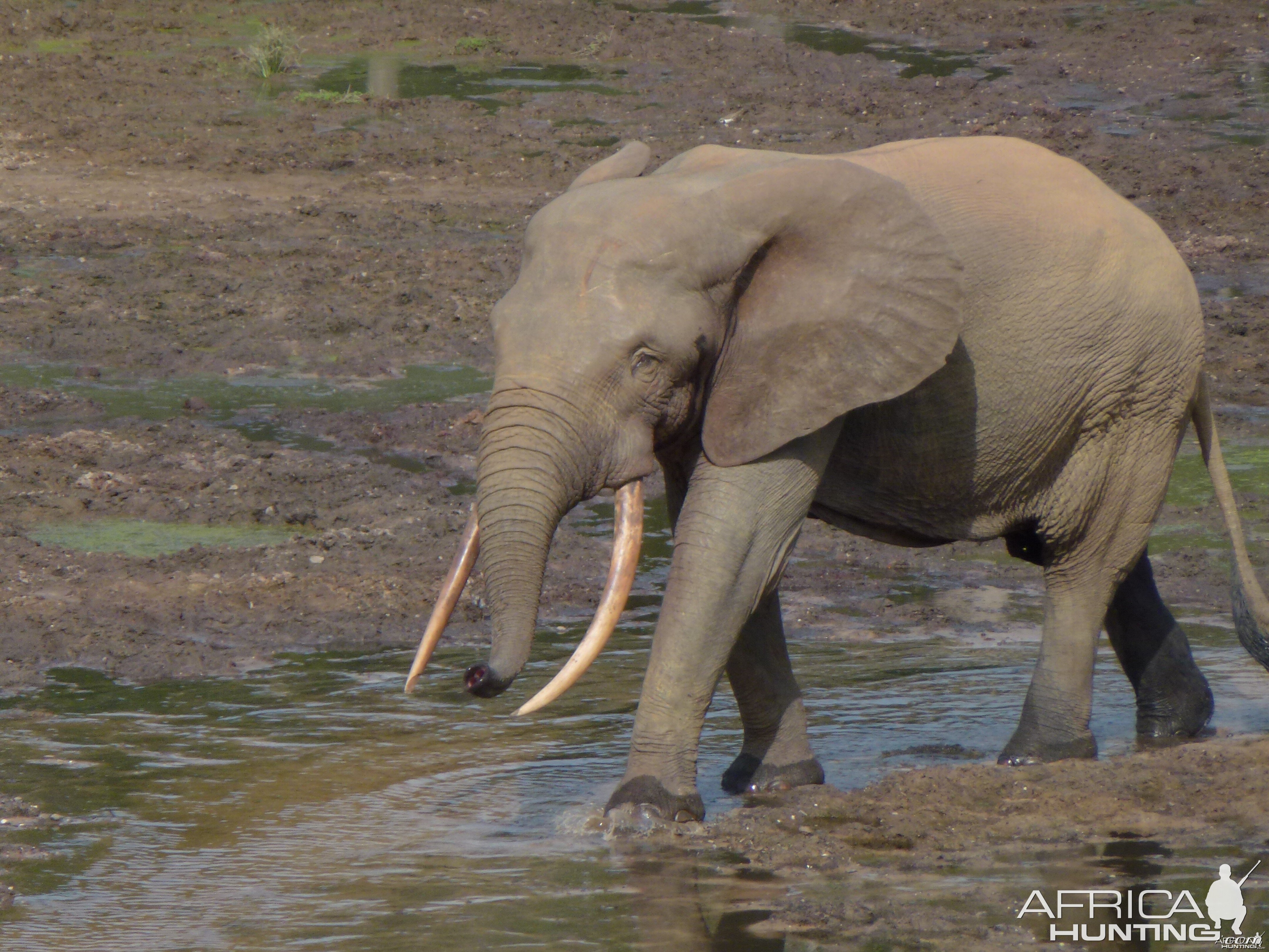 Elephant