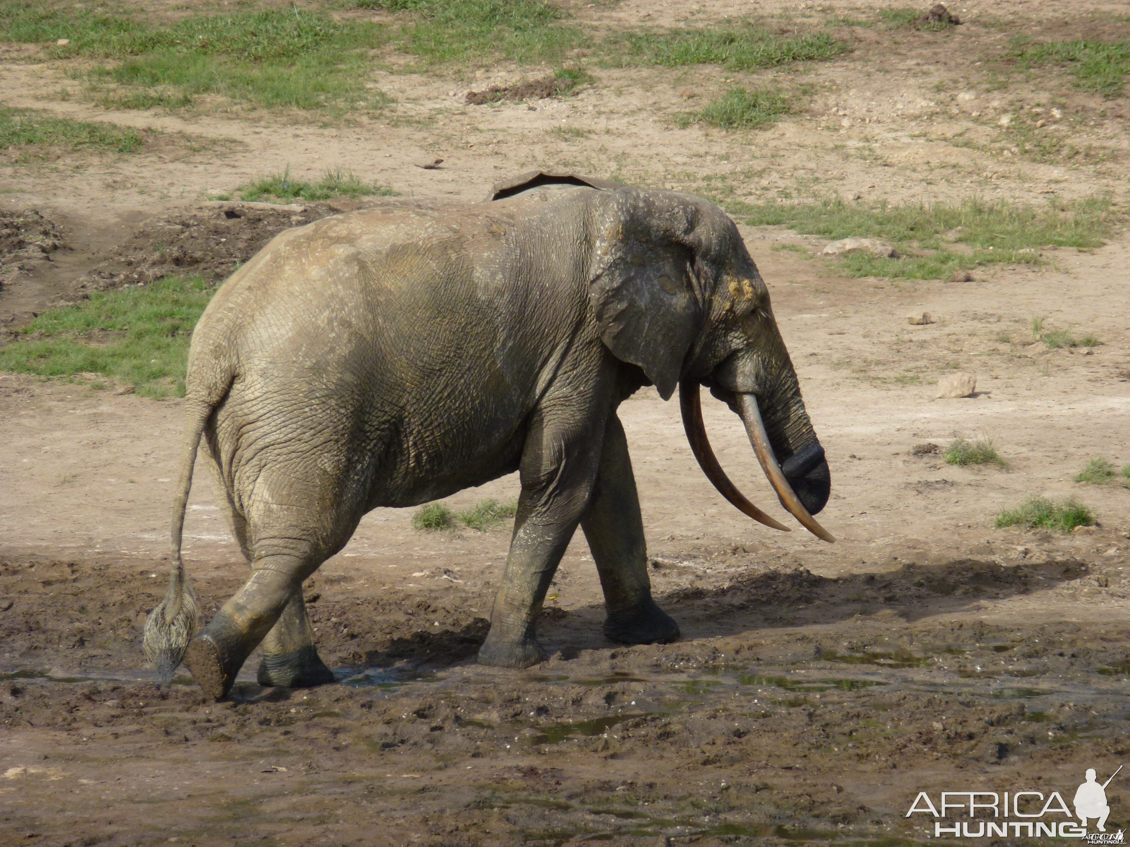 Elephant