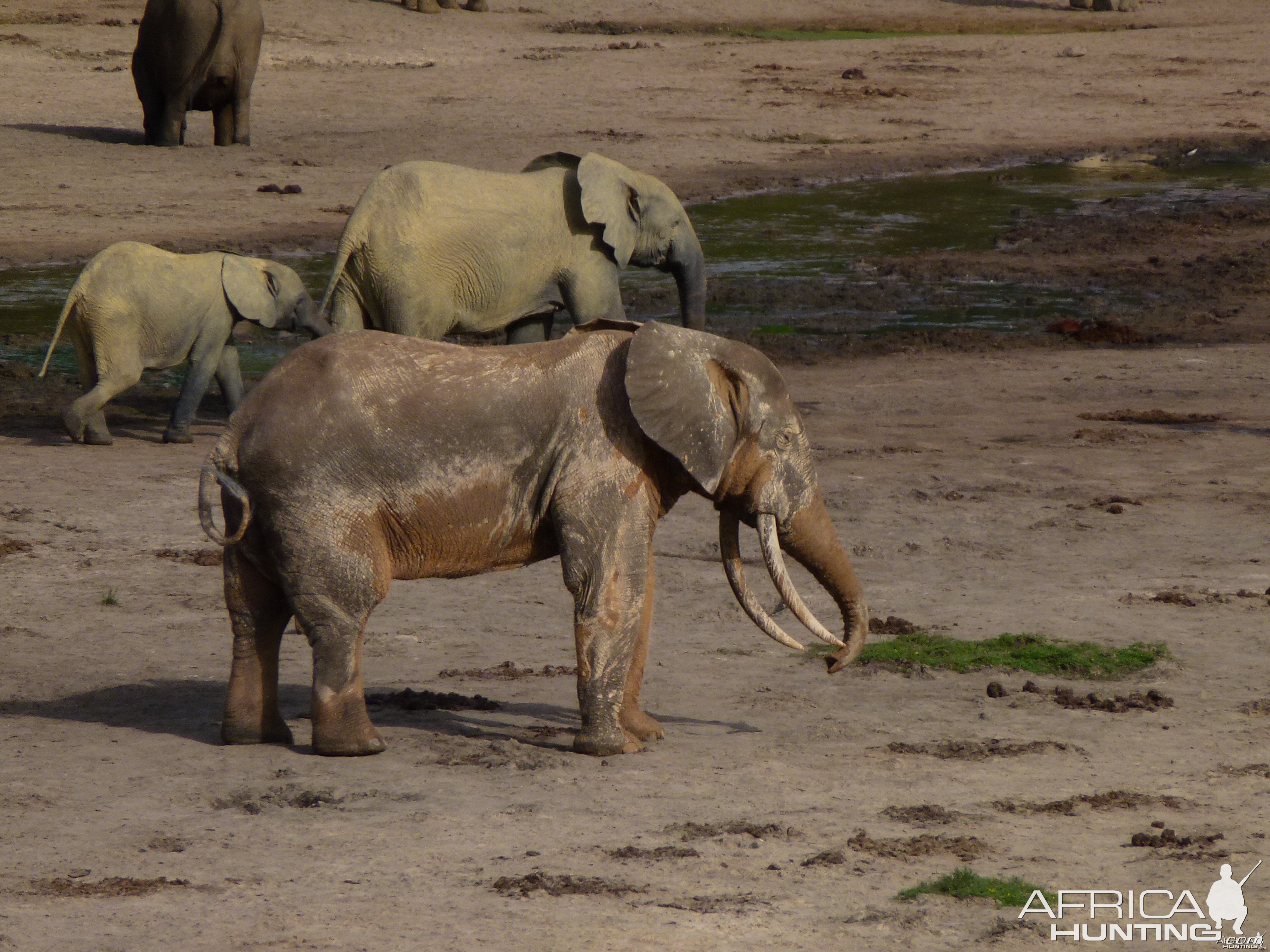 Elephant