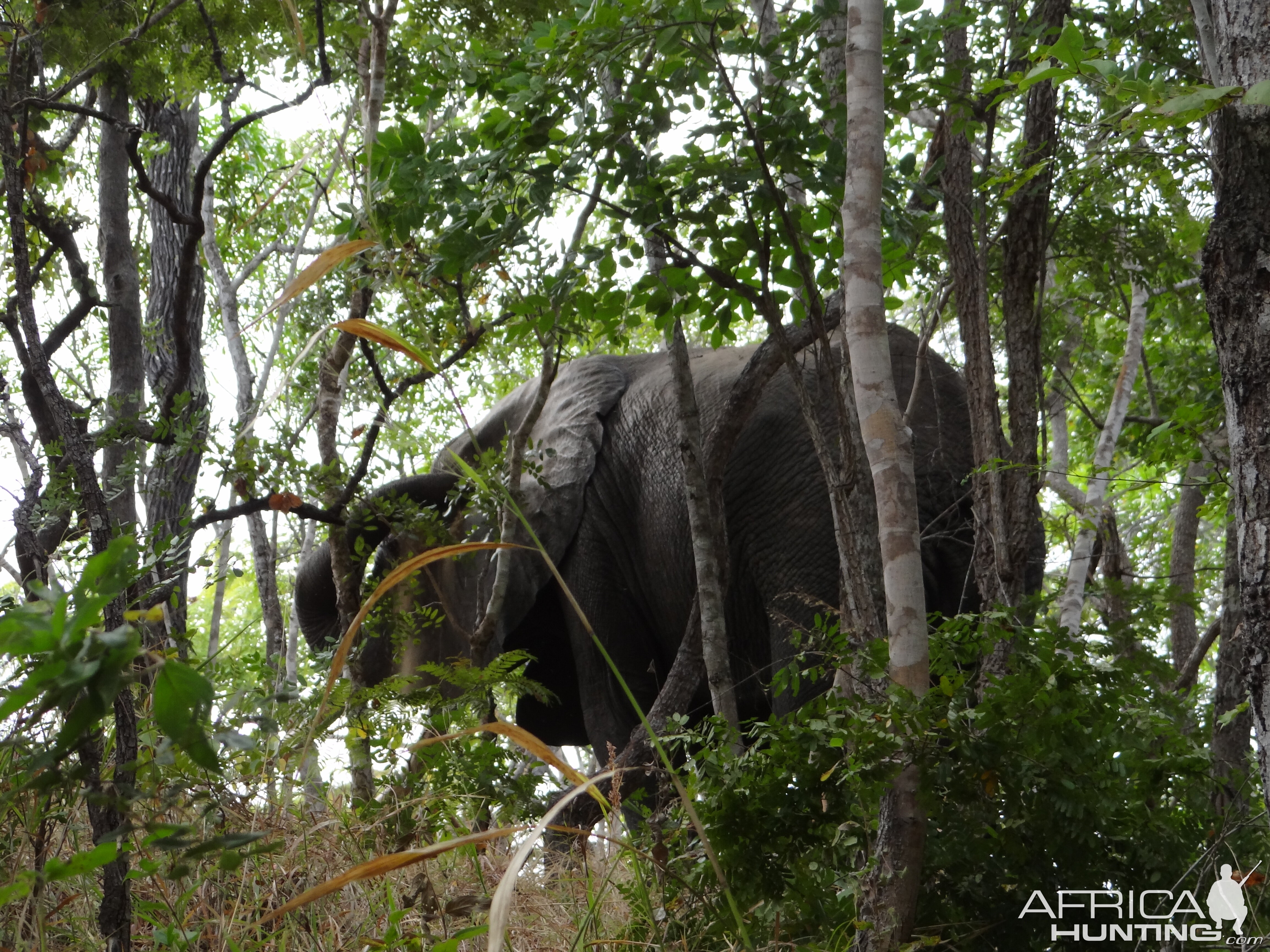 Elephant