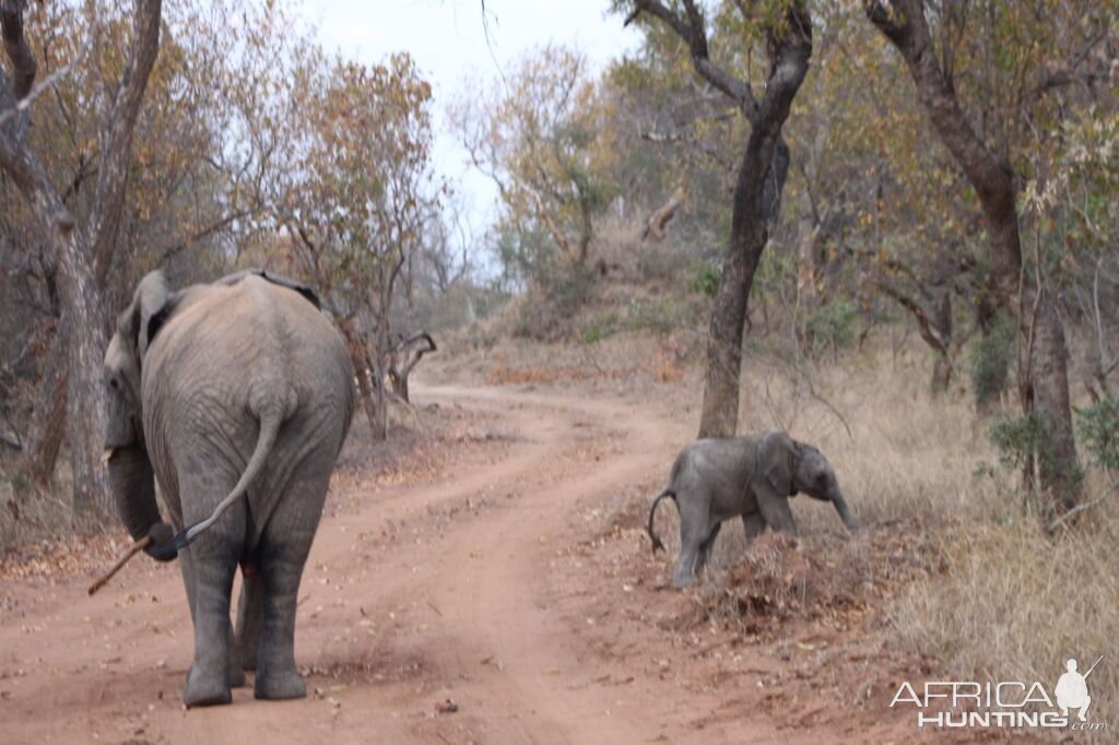 Elephant