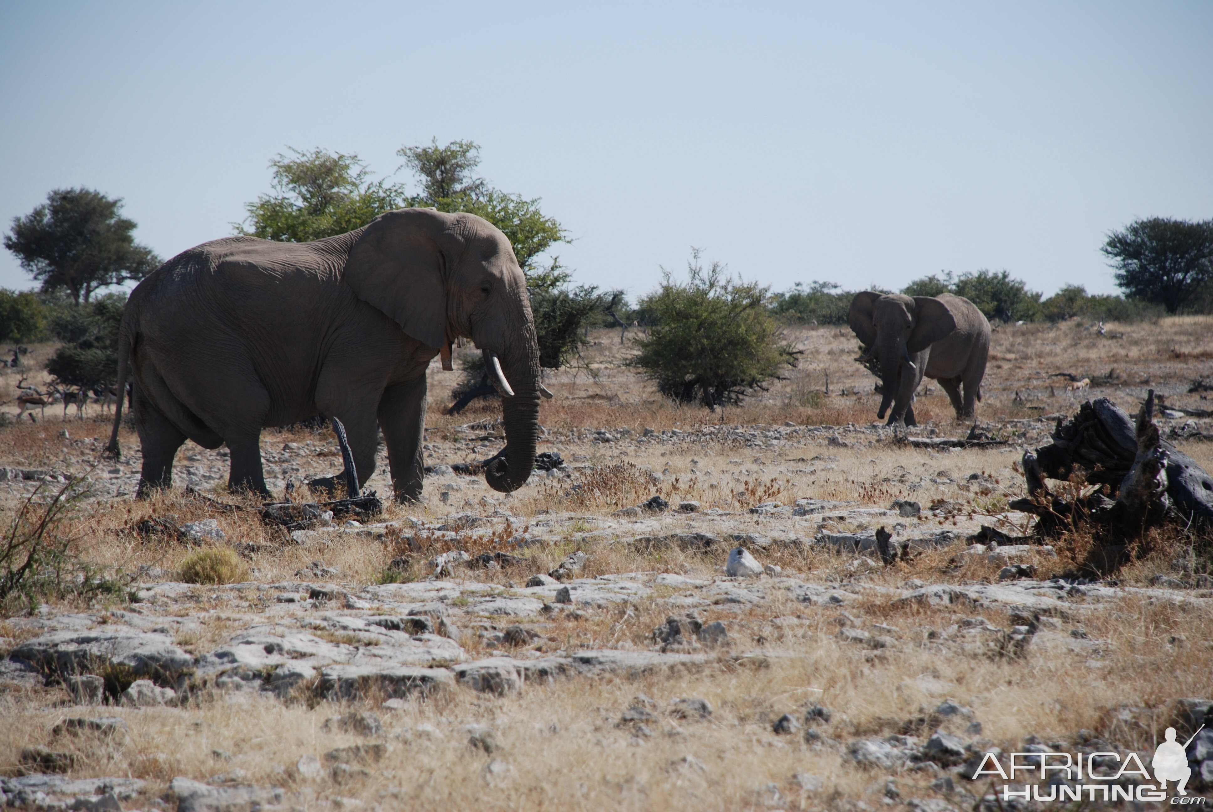 Elephants at Etosha