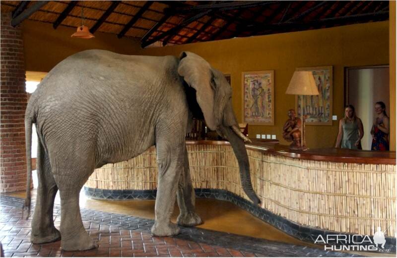 Elephants at the Mfuwe Lodge in Zambia