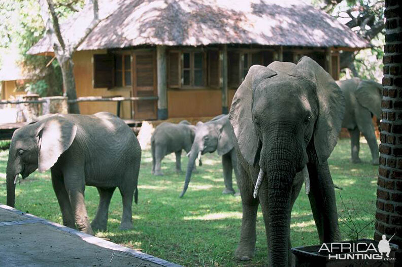 Elephants at the Mfuwe Lodge in Zambia