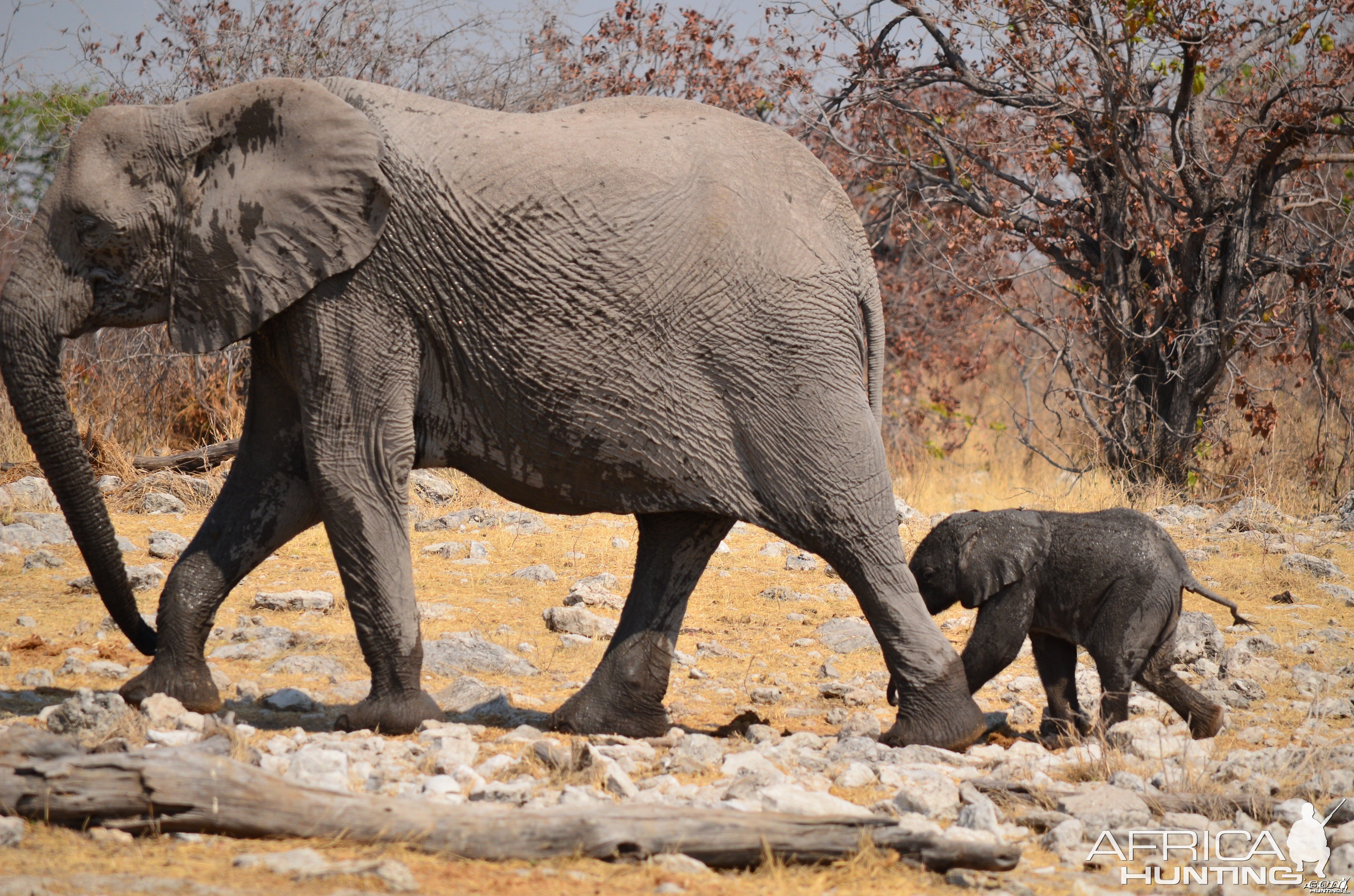 elephants in Etosha