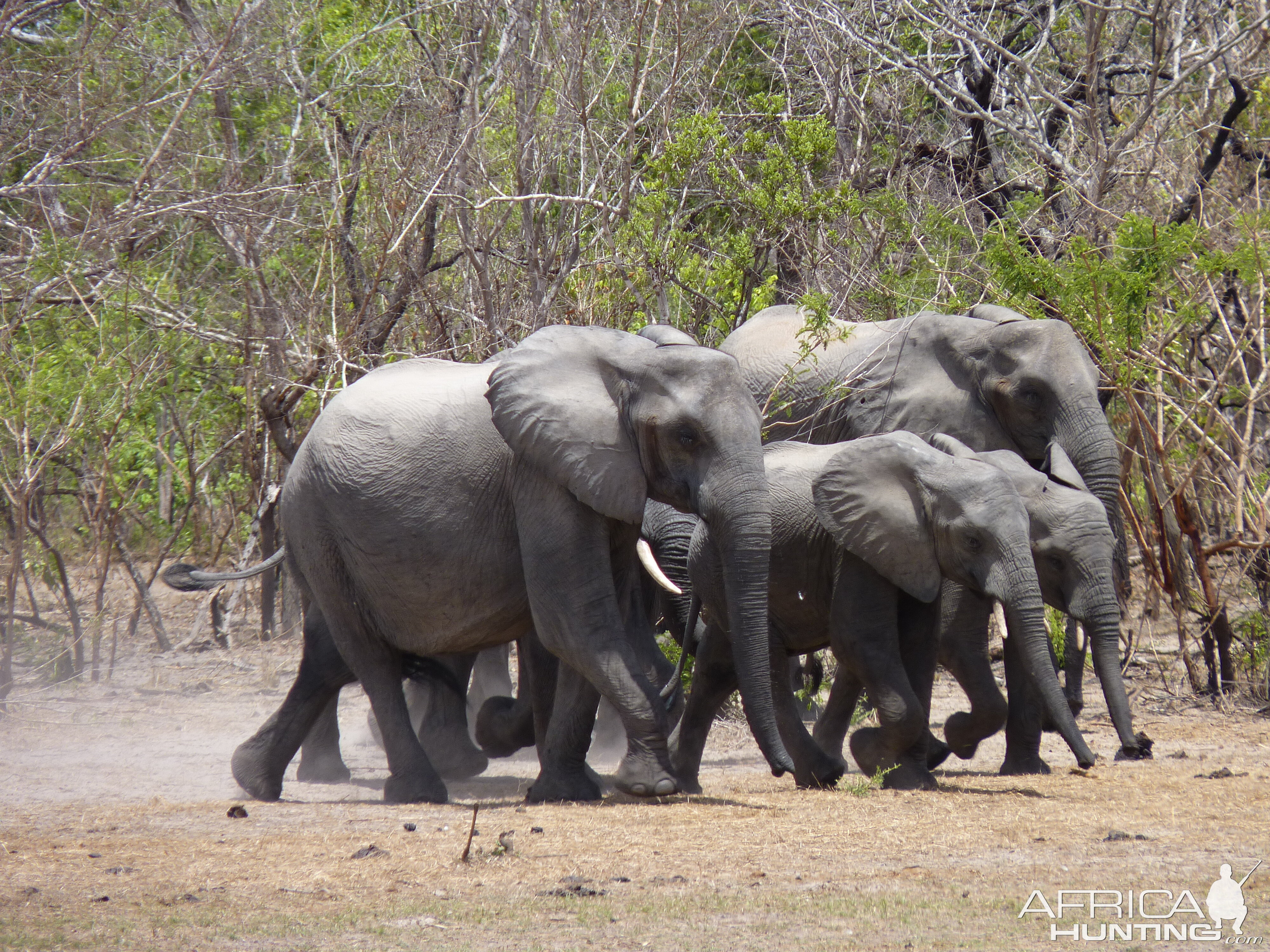 Elephants in Tanzania