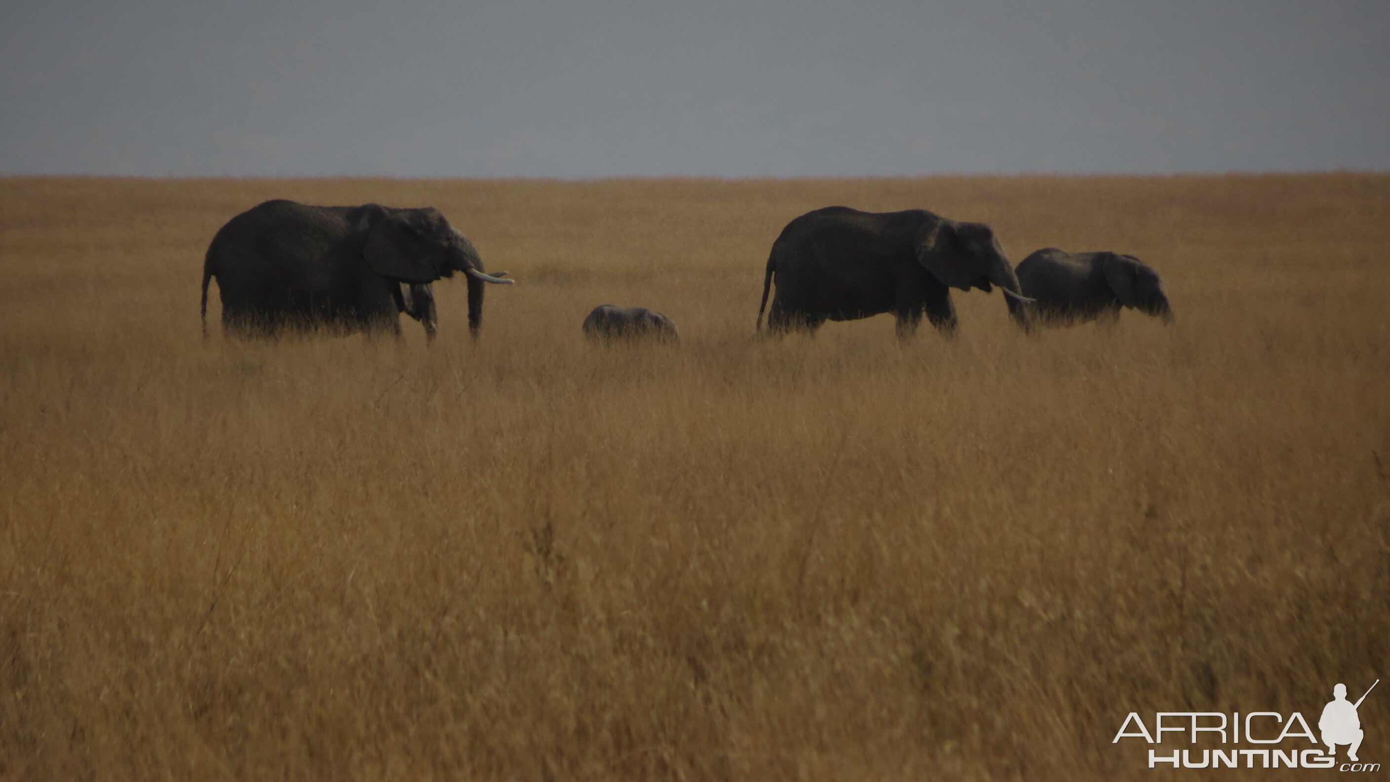 Elephants in Tanzania