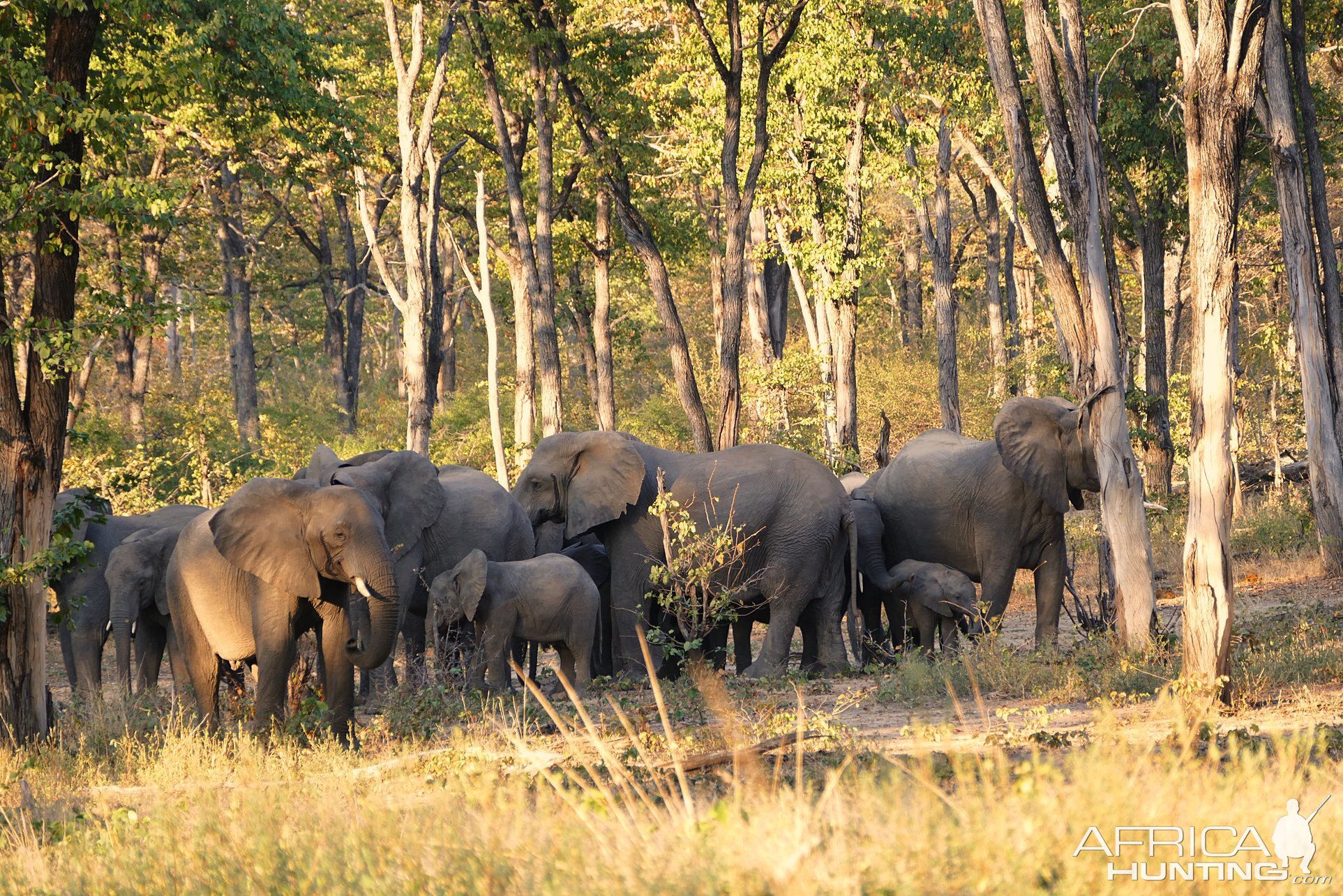 Elephants in Zambia