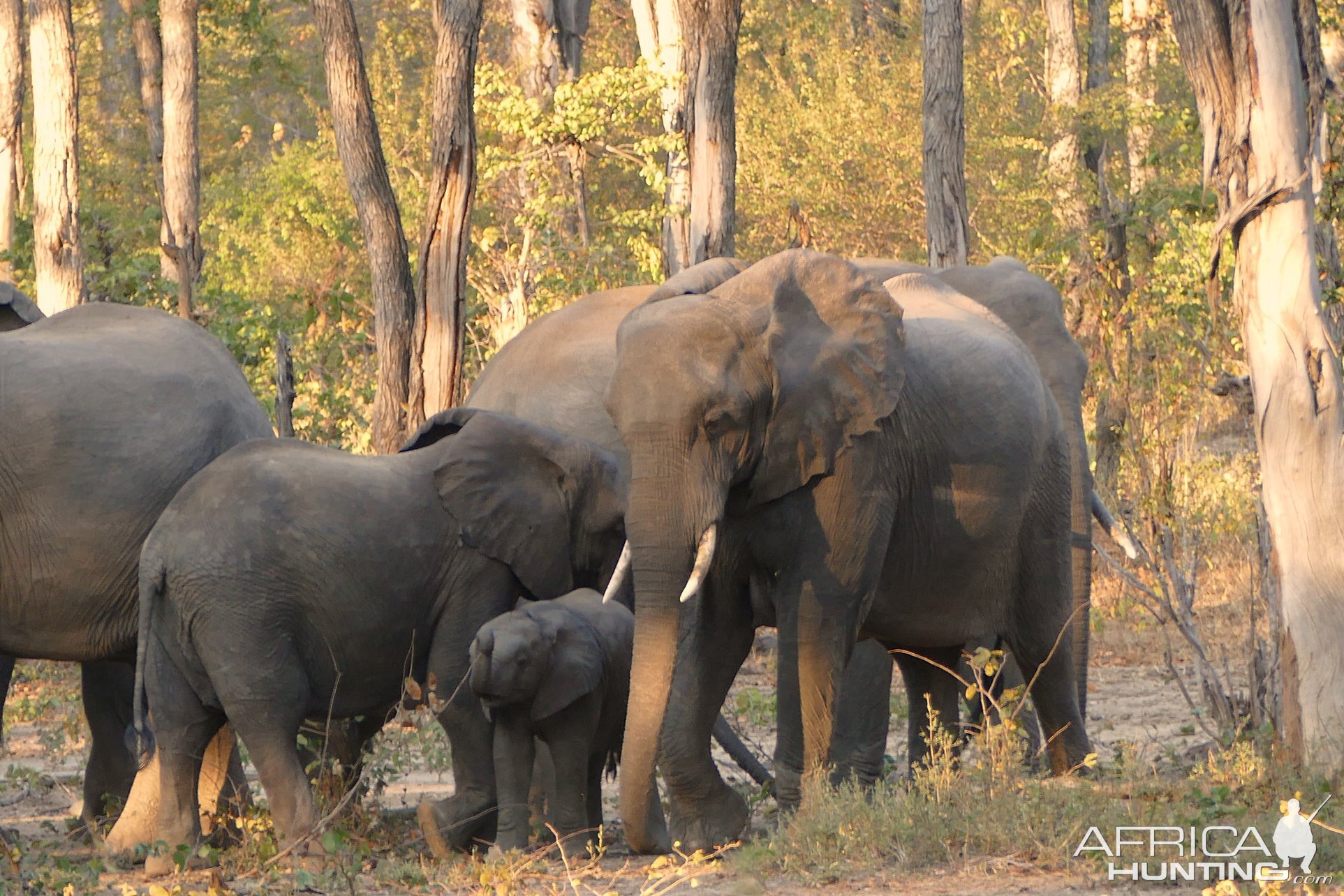 Elephants in Zambia