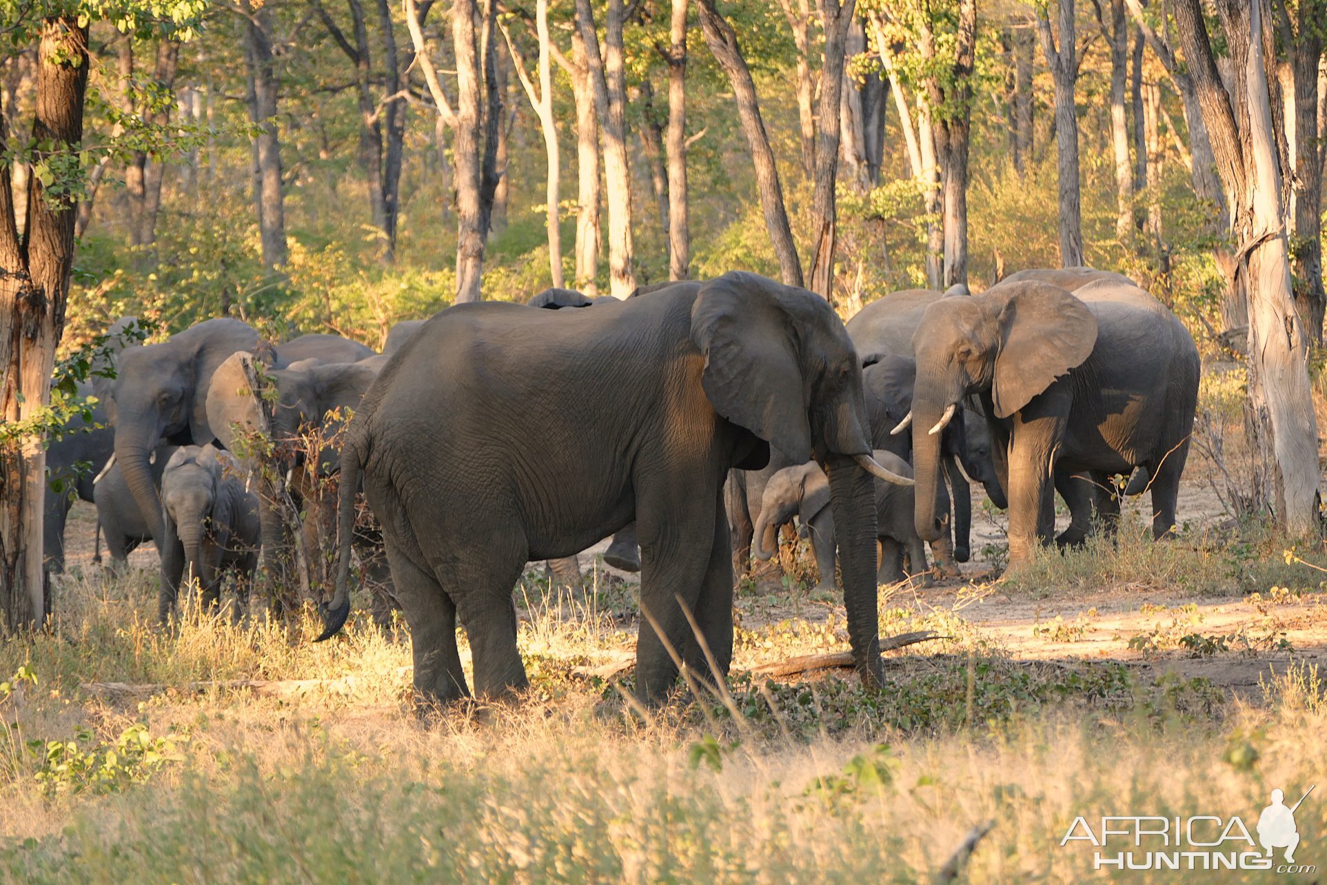 Elephants in Zambia