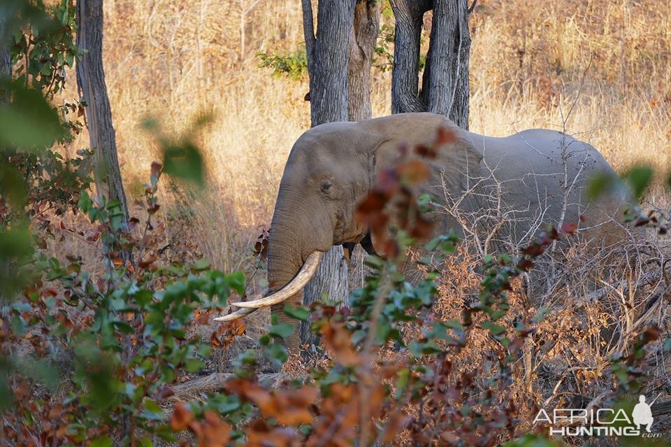 Elephants in Zambia