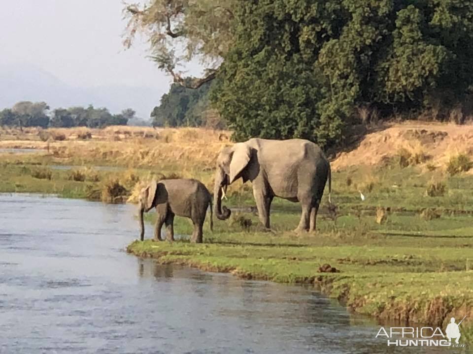 Elephants in Zimbabwe