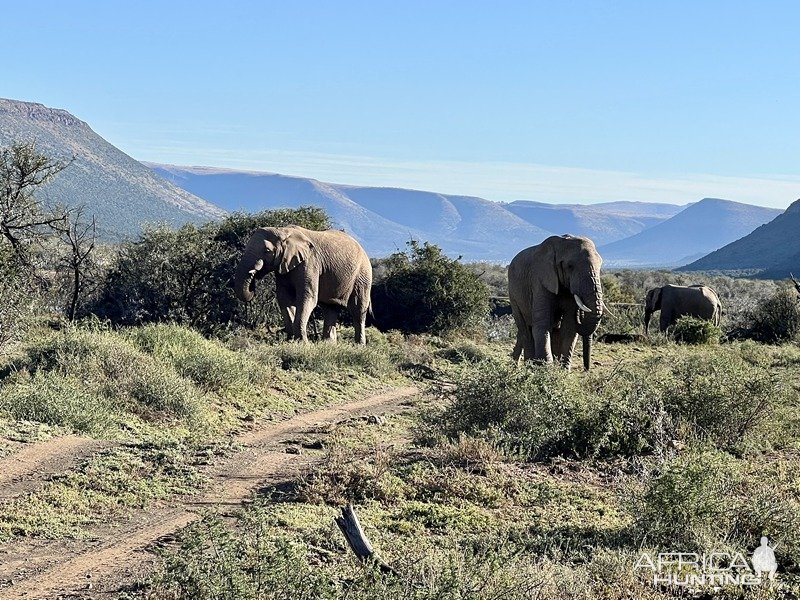 Elephants Karoo South Africa