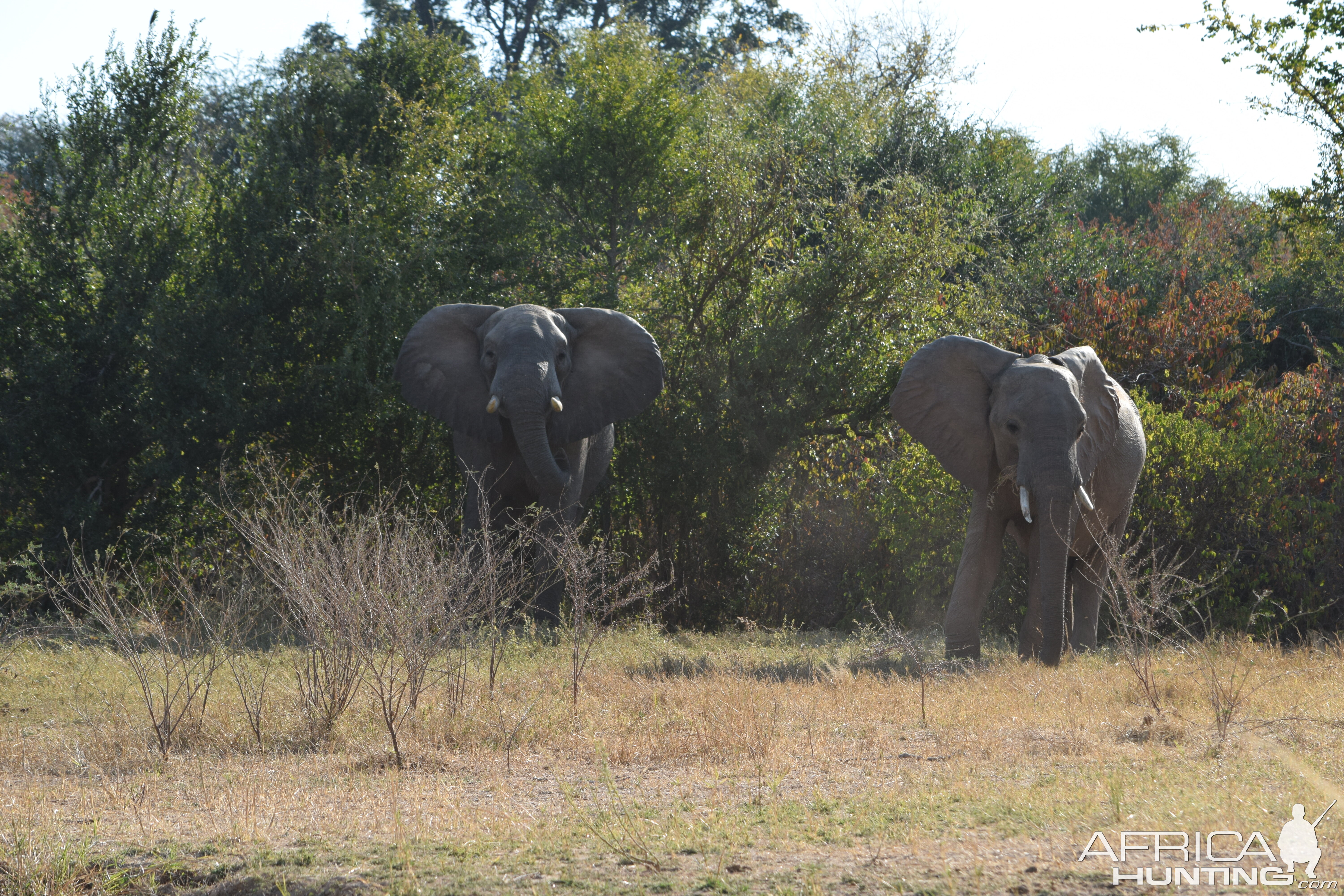 Elephants On The Flood Plains Zimbabwe