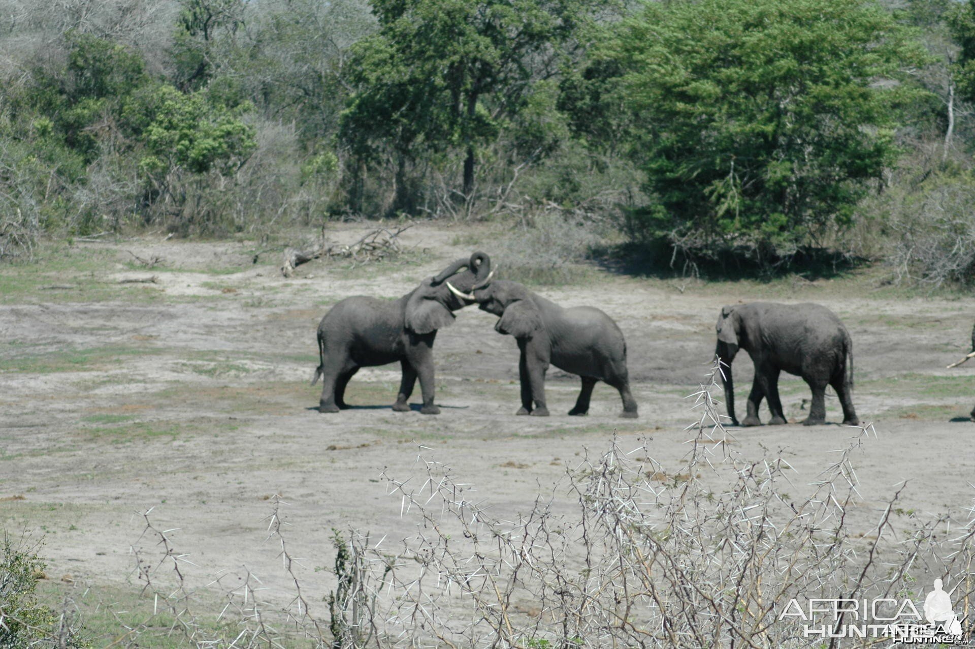 Elephants South Africa