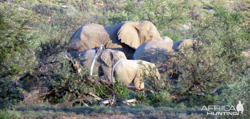 Elephants South Africa