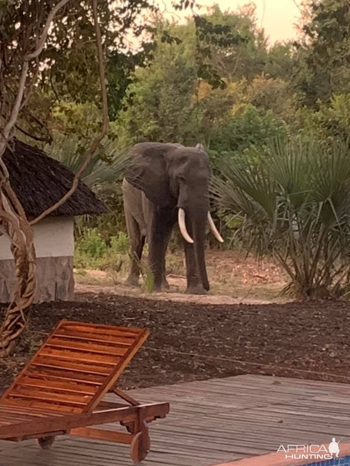 Elephants Zambia