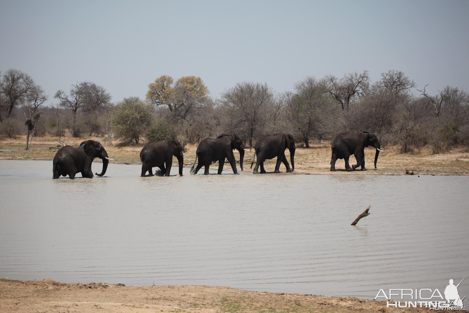 Elephants